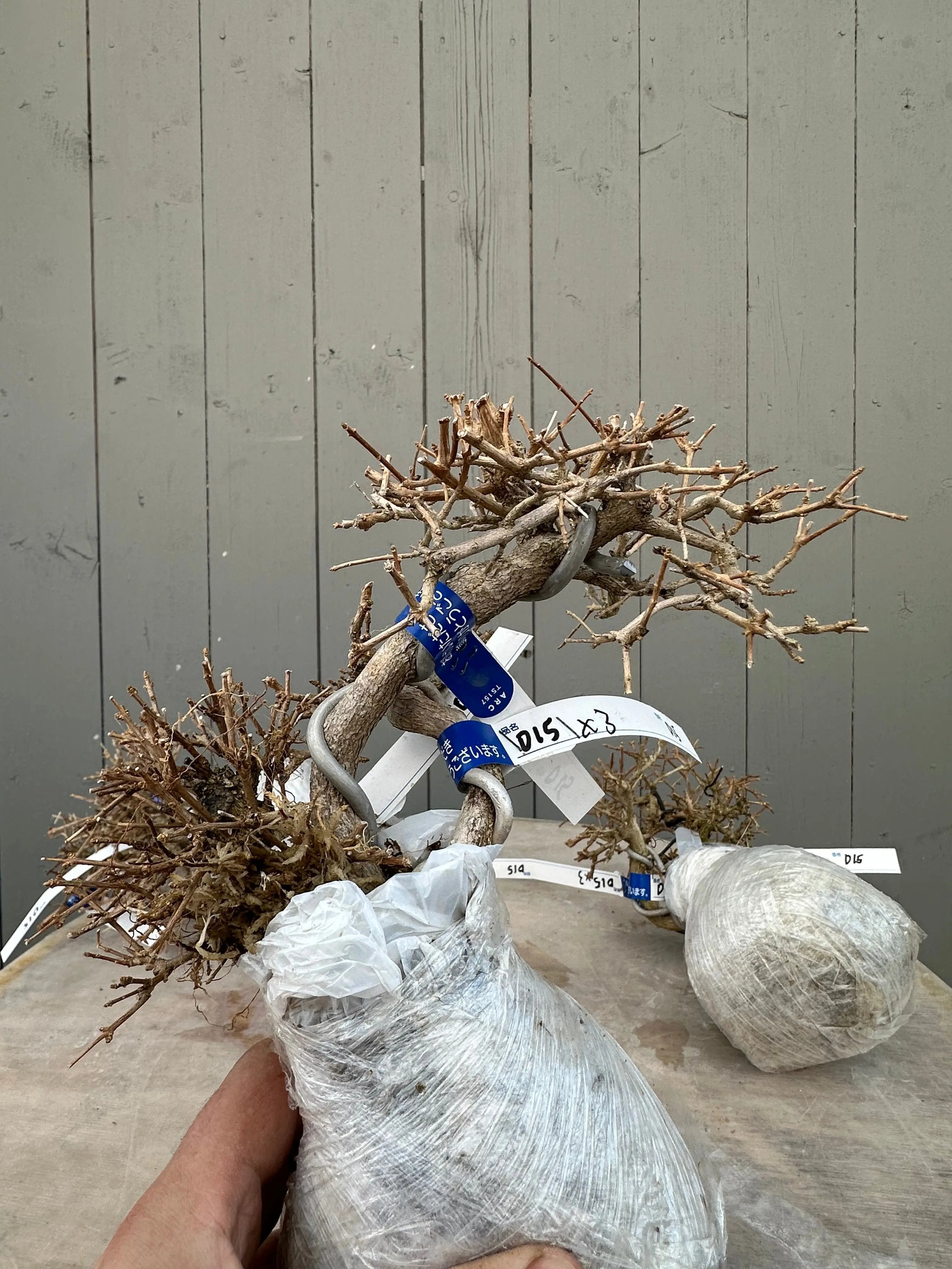 Premna japonica Canada Bonsai