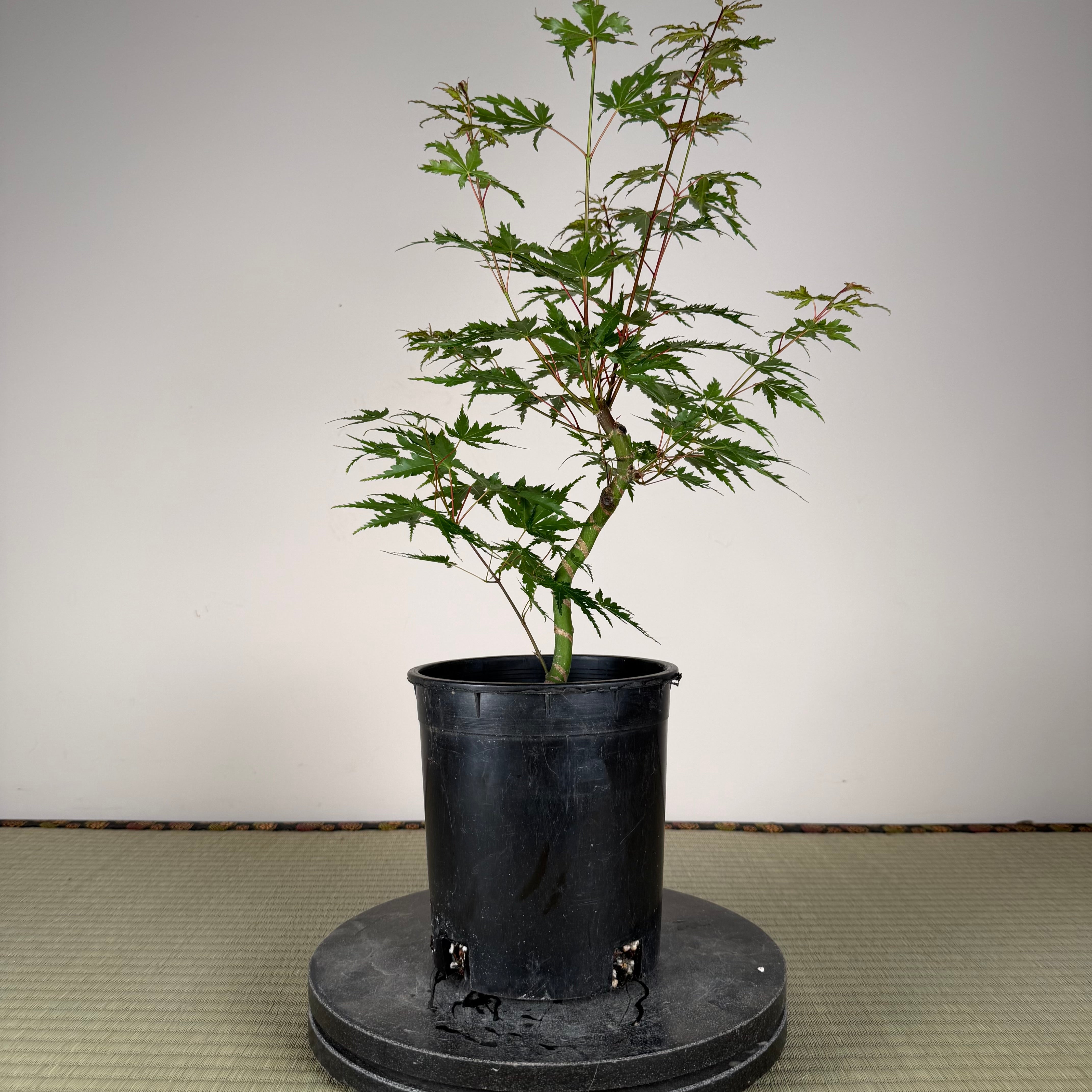 Acer palmatum 'Yves' Select' #3