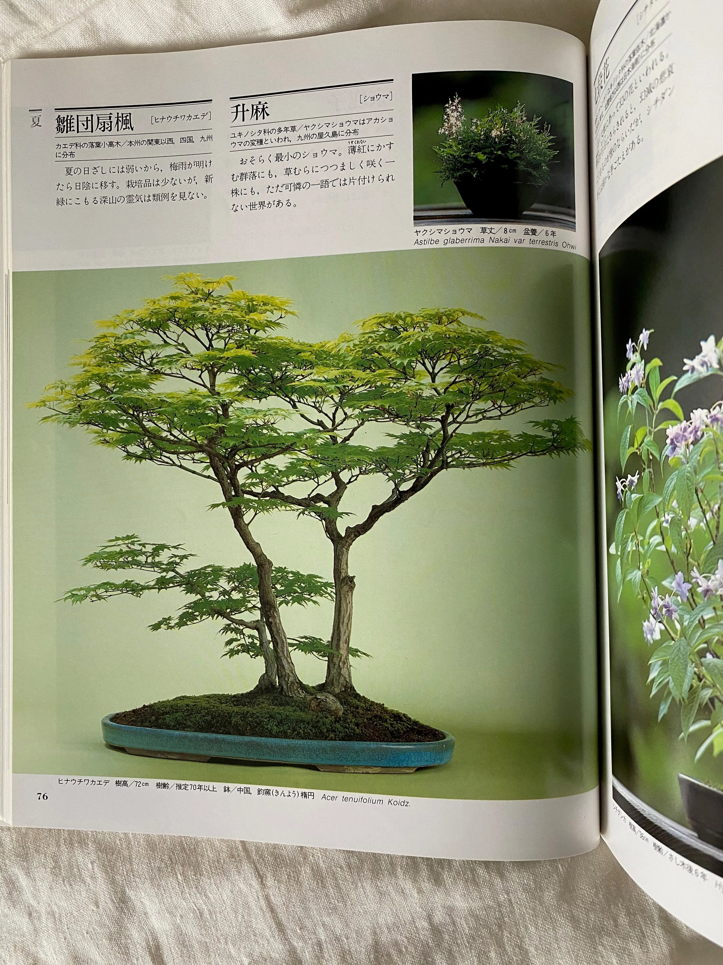 Acer tenuifolium 'Kohauchiwa' Canada Bonsai