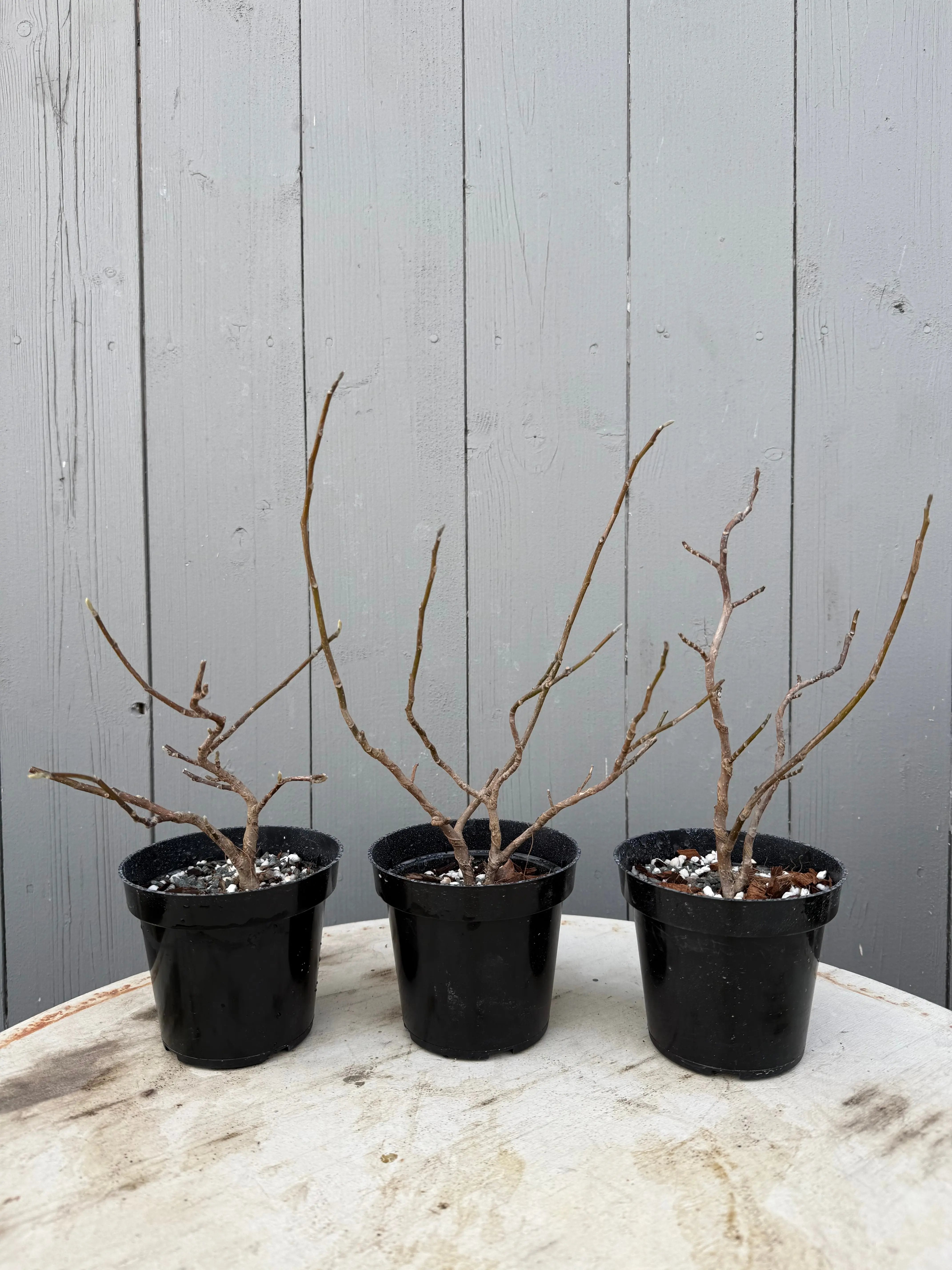 Magnolia Canada Bonsai