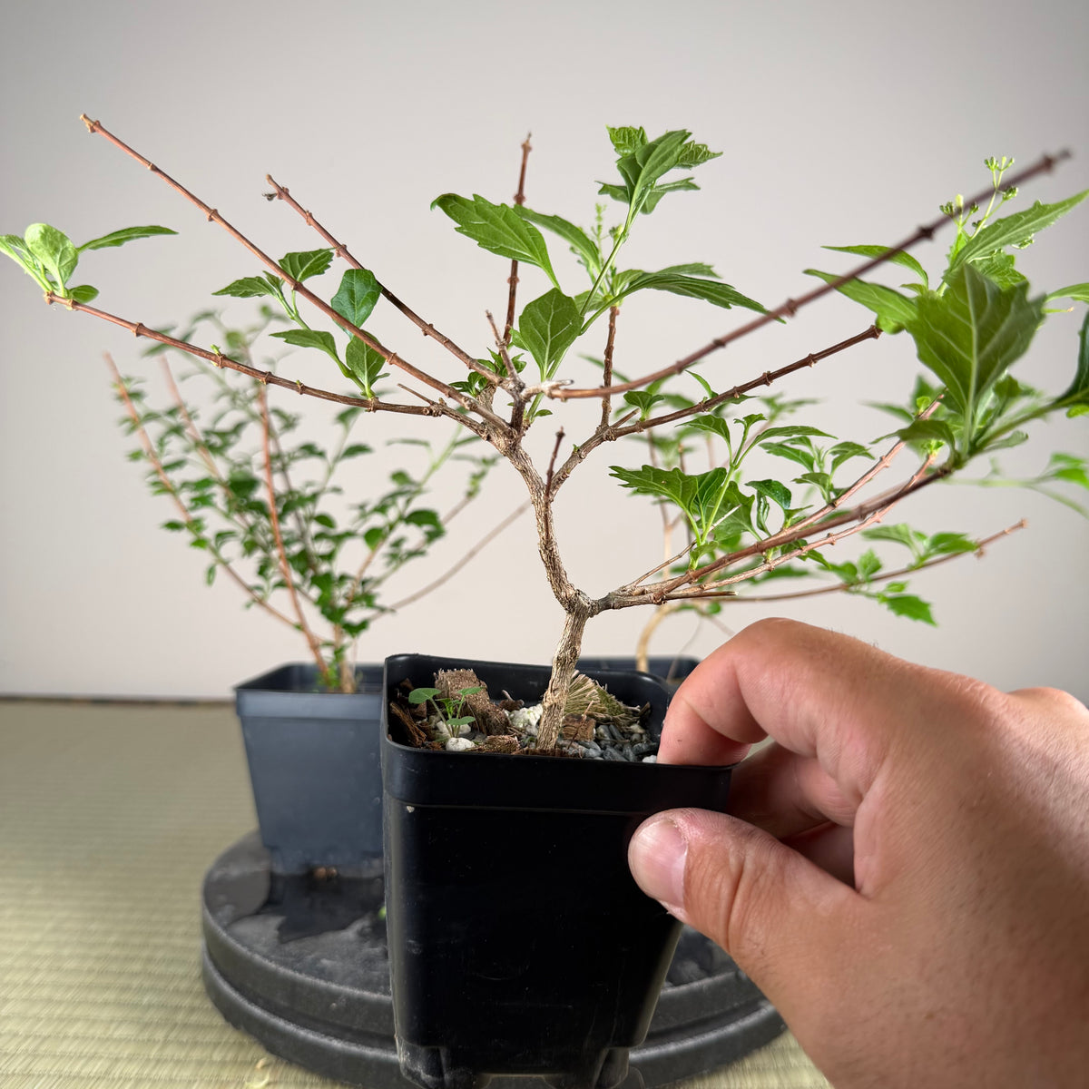 Premna japonica (medium)