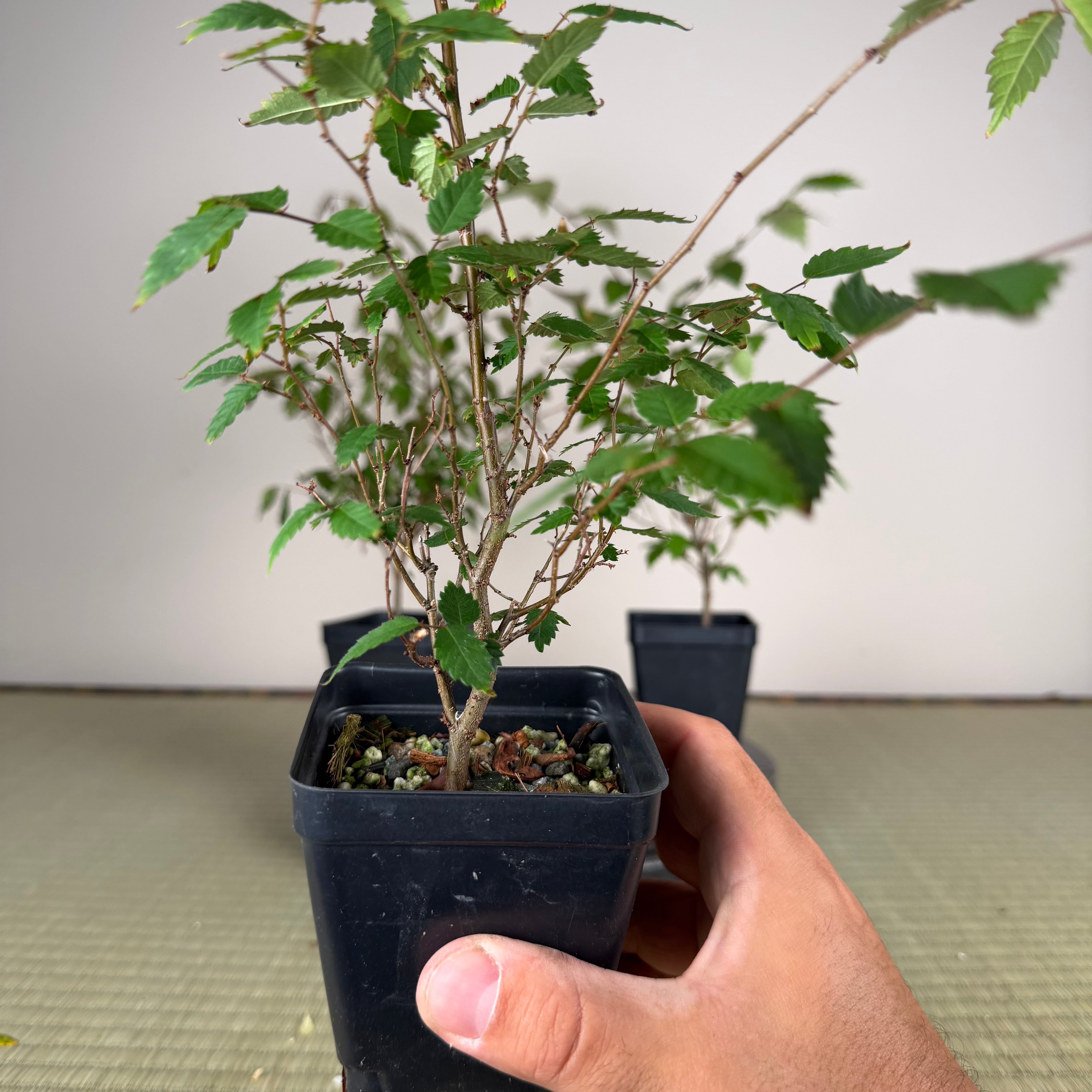 Zelkova serrata (unpruned)