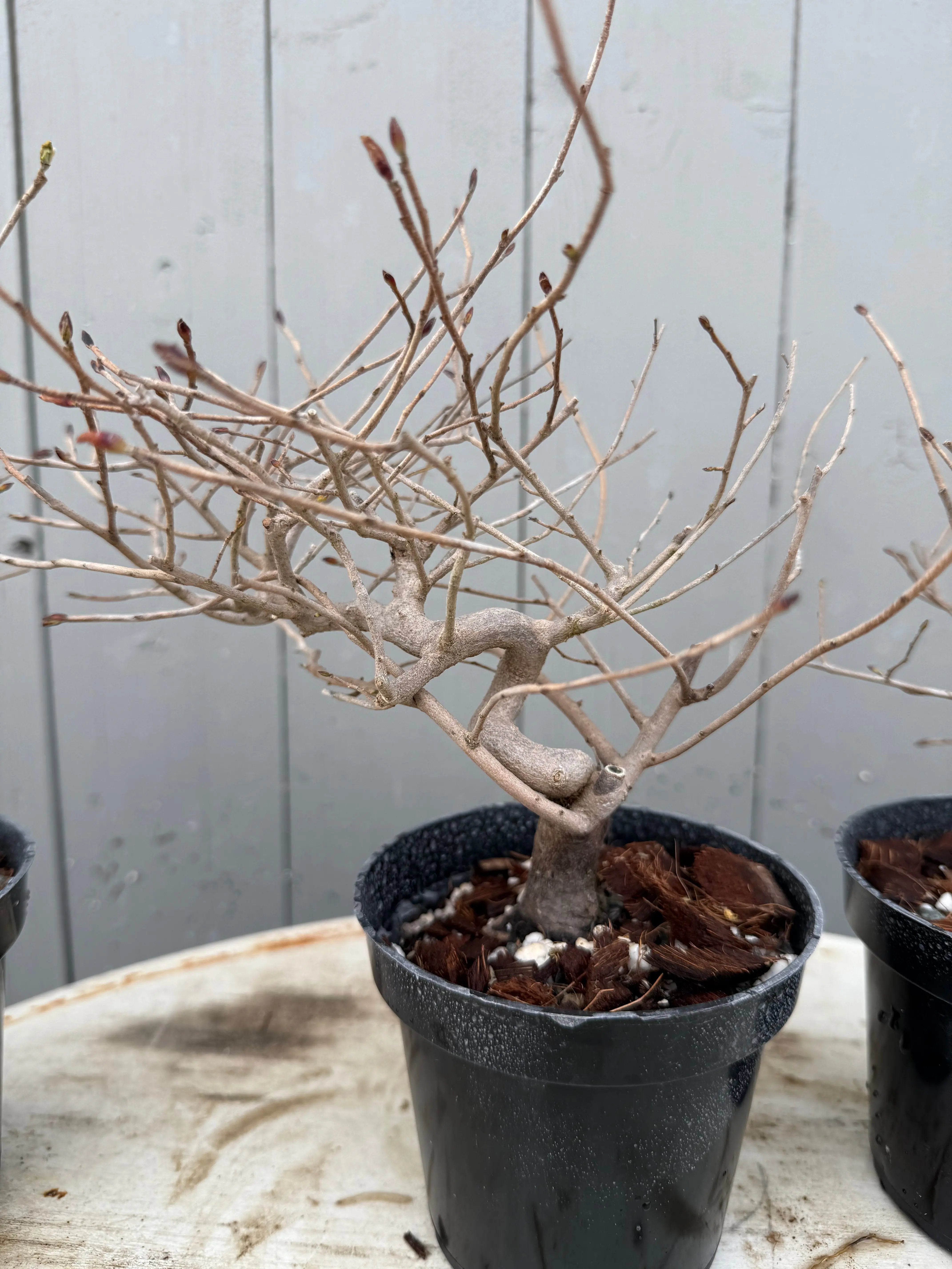 Corylopsis spicata Canada Bonsai