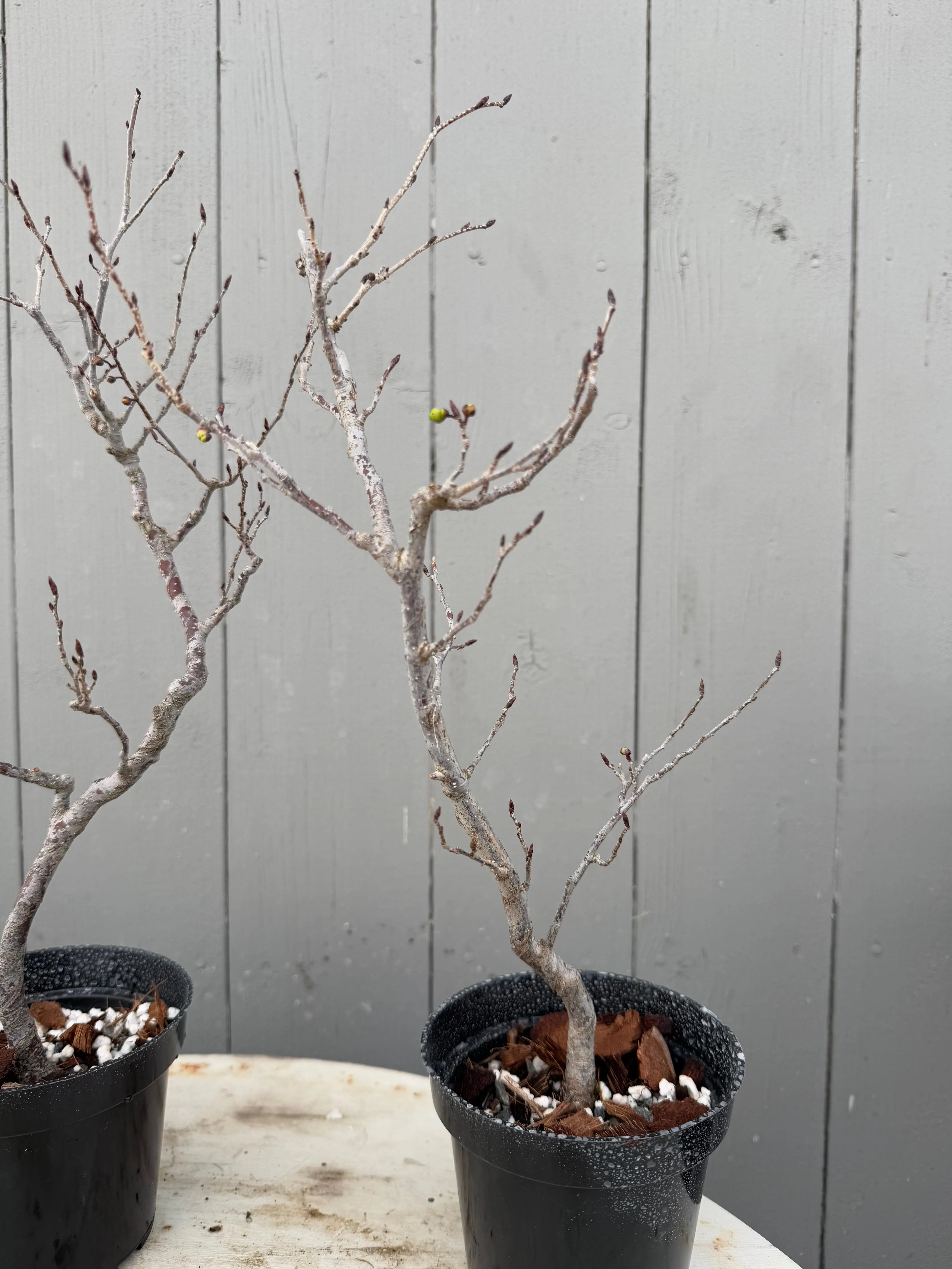 Lindera praecox Canada Bonsai