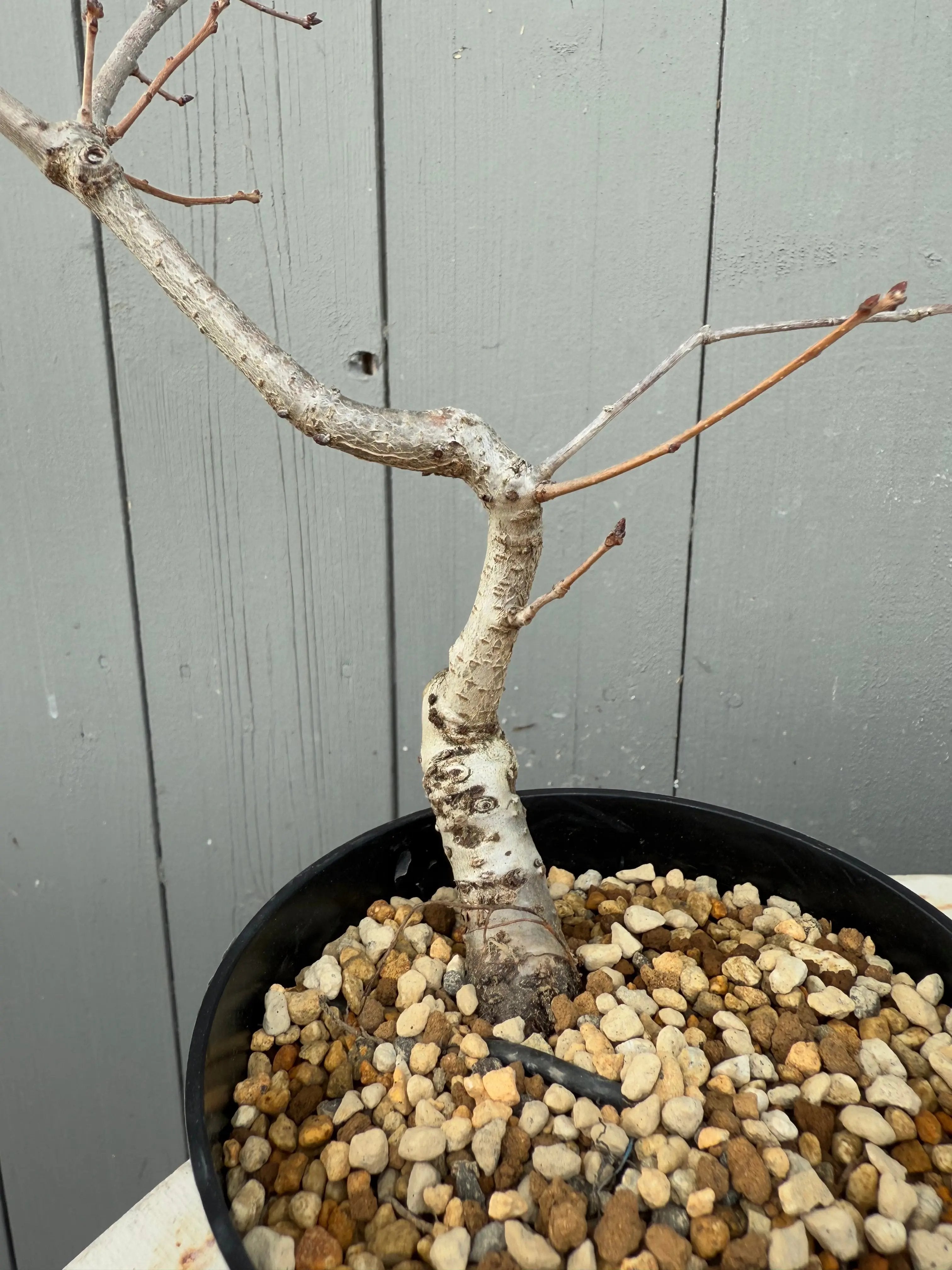 Quercus serrata Canada Bonsai
