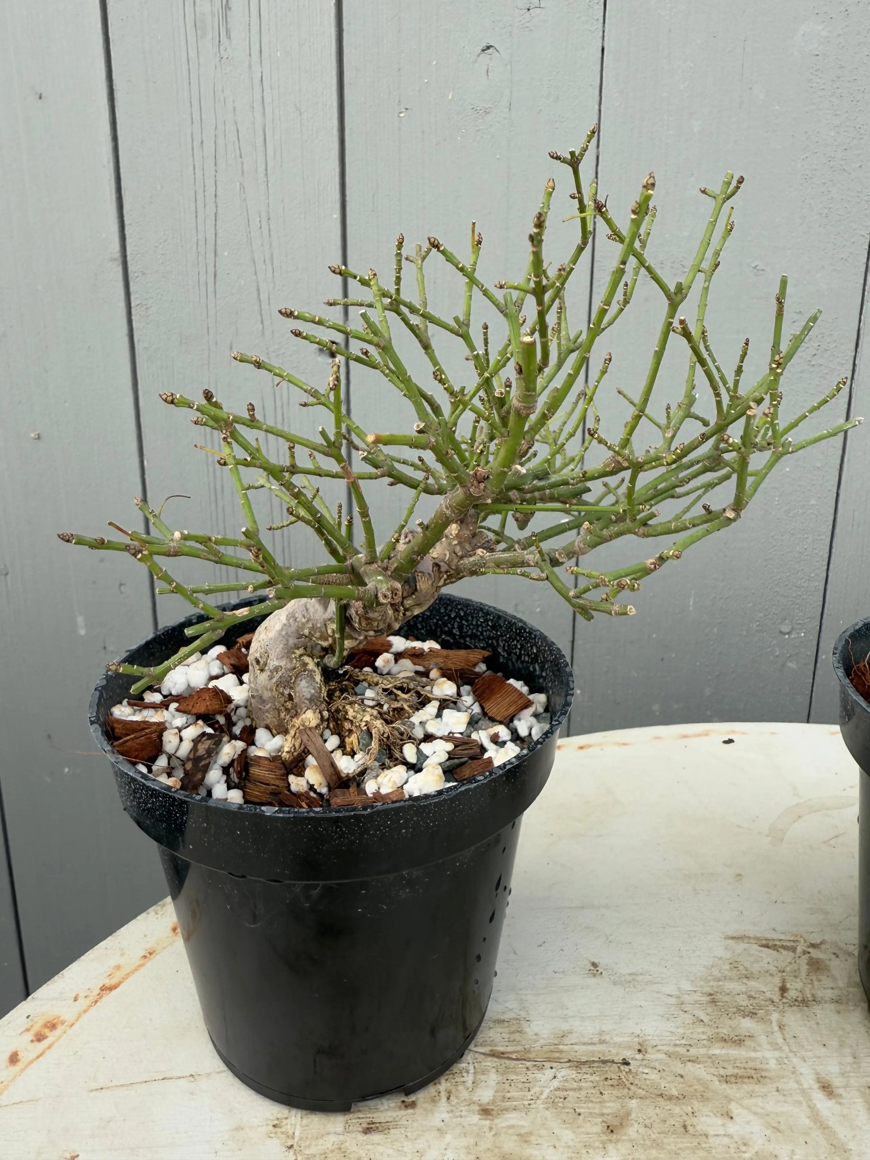 Euonymus Canada Bonsai