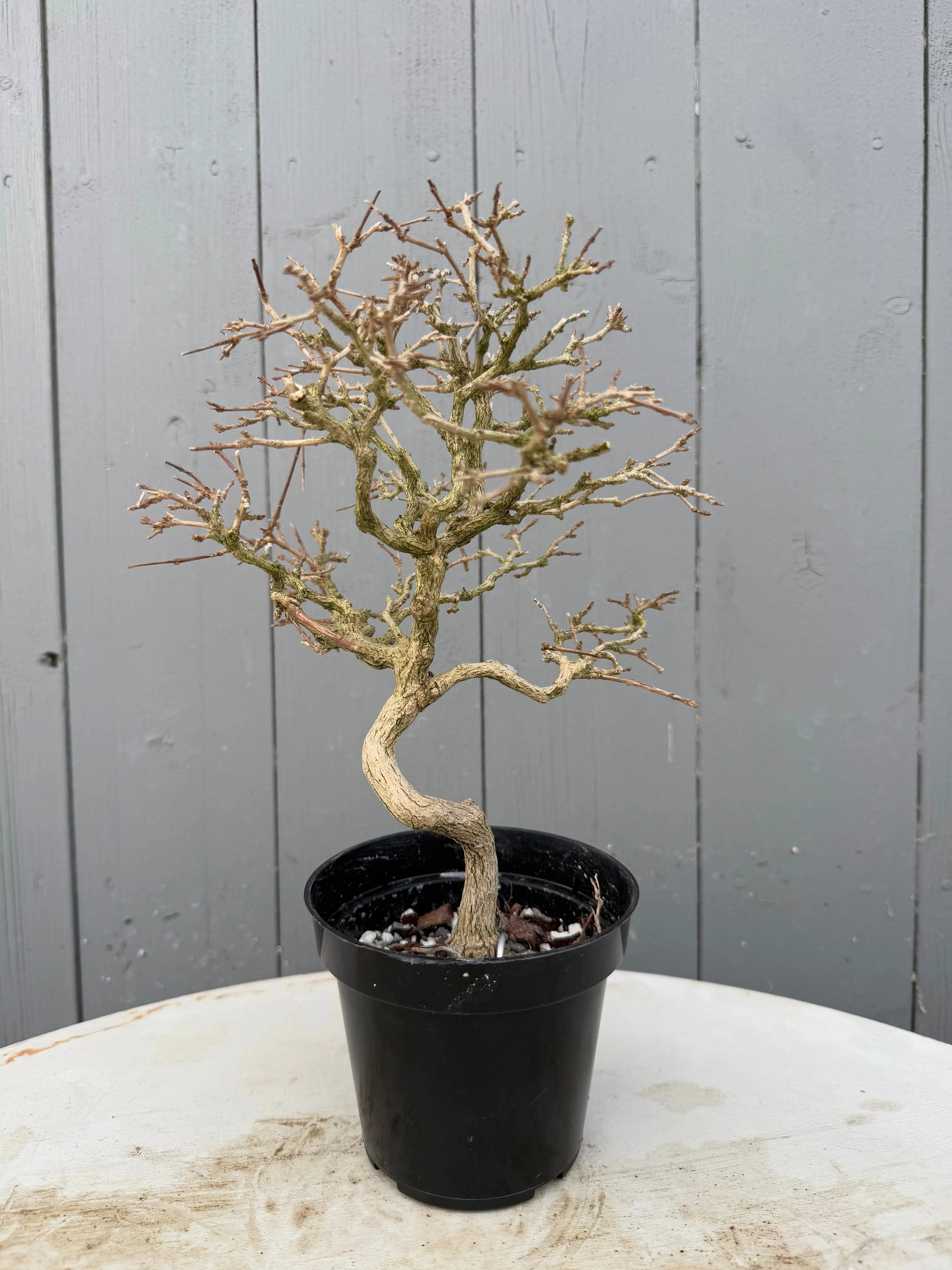 Premna japonica Canada Bonsai
