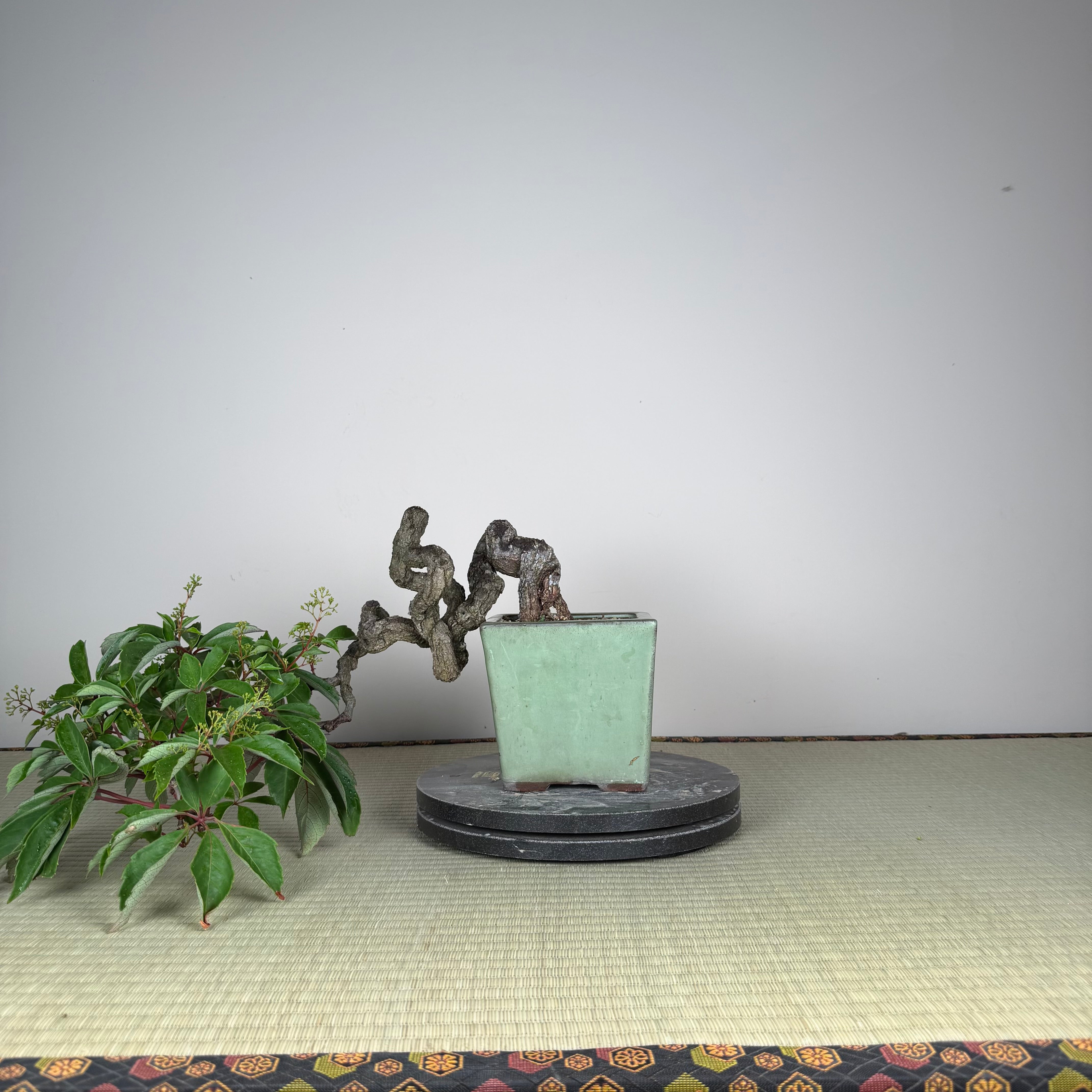 Parthenocissus quinquefolia (Pot antique)