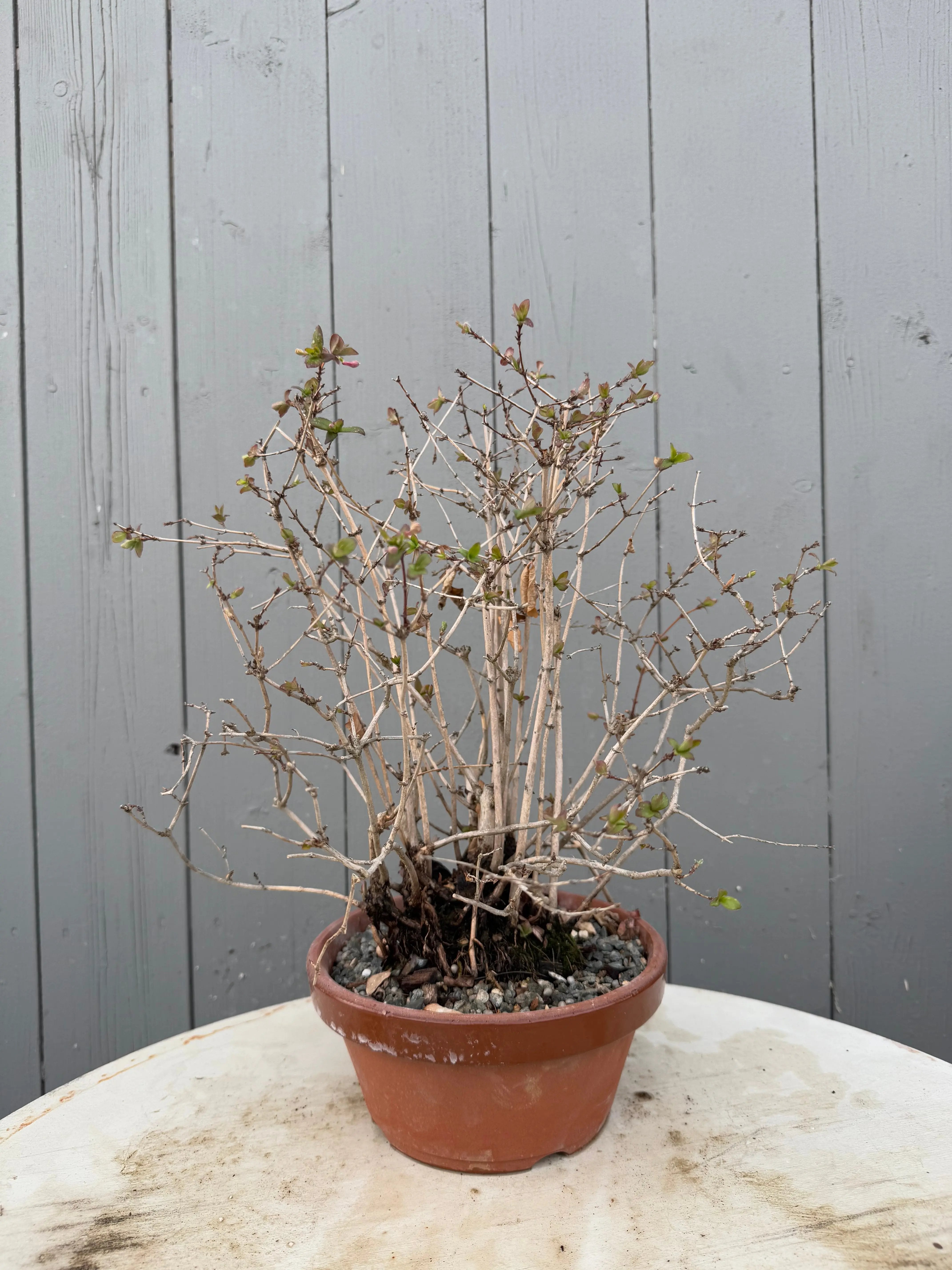 Lonicera gracilipes 'Miyama' Canada Bonsai