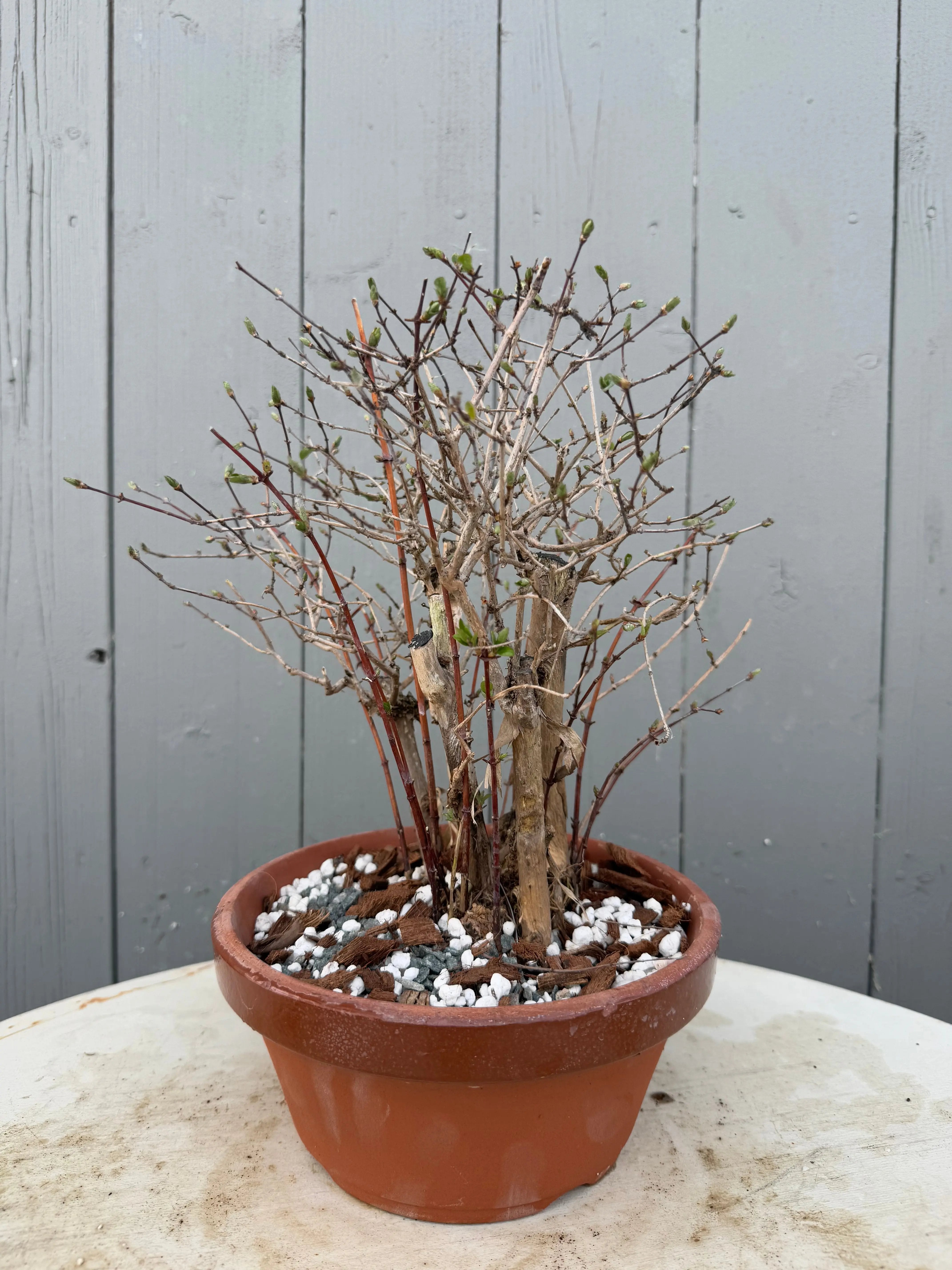 Lonicera gracilipes Canada Bonsai
