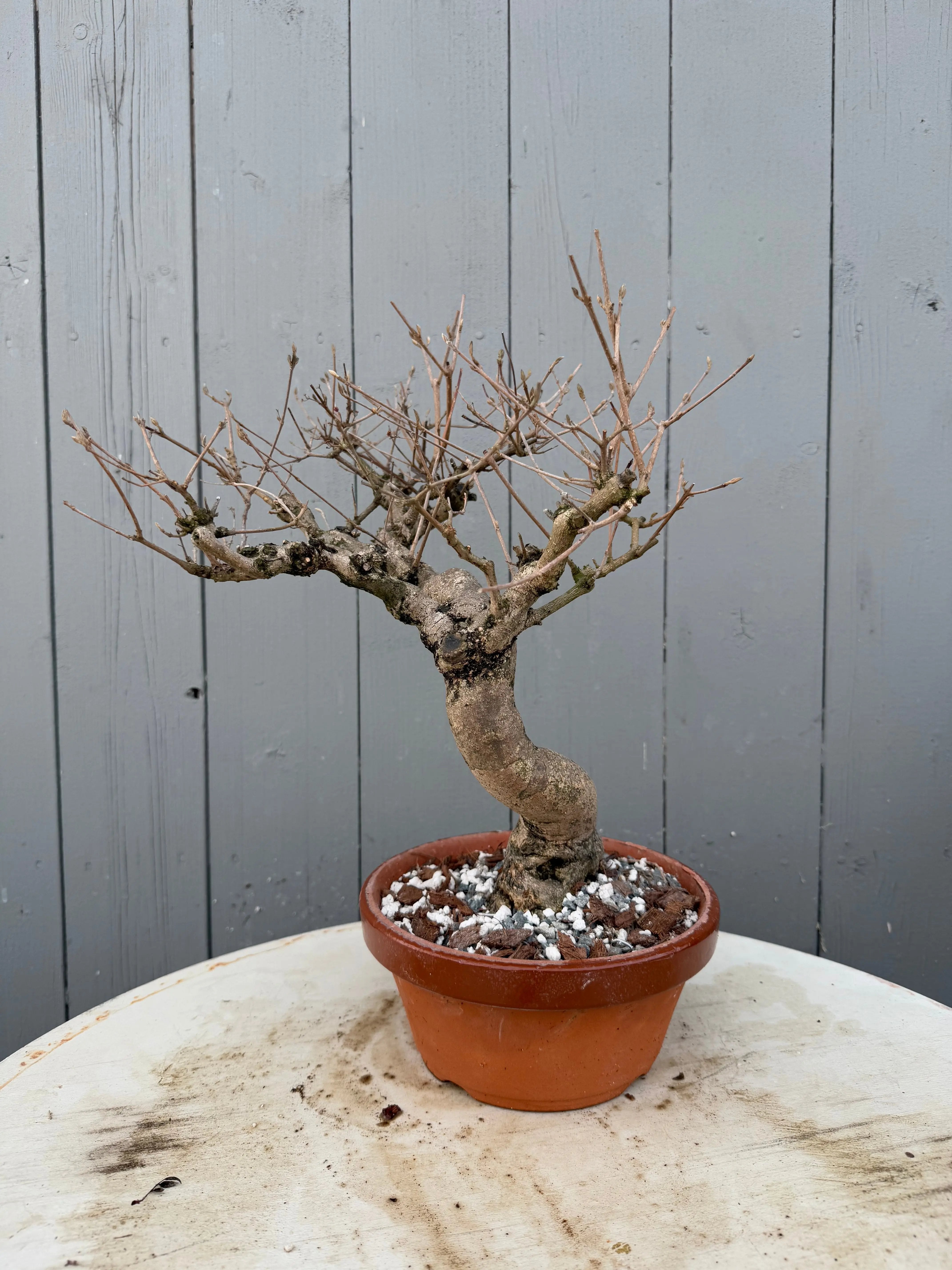 Callicarpa japonica Canada Bonsai