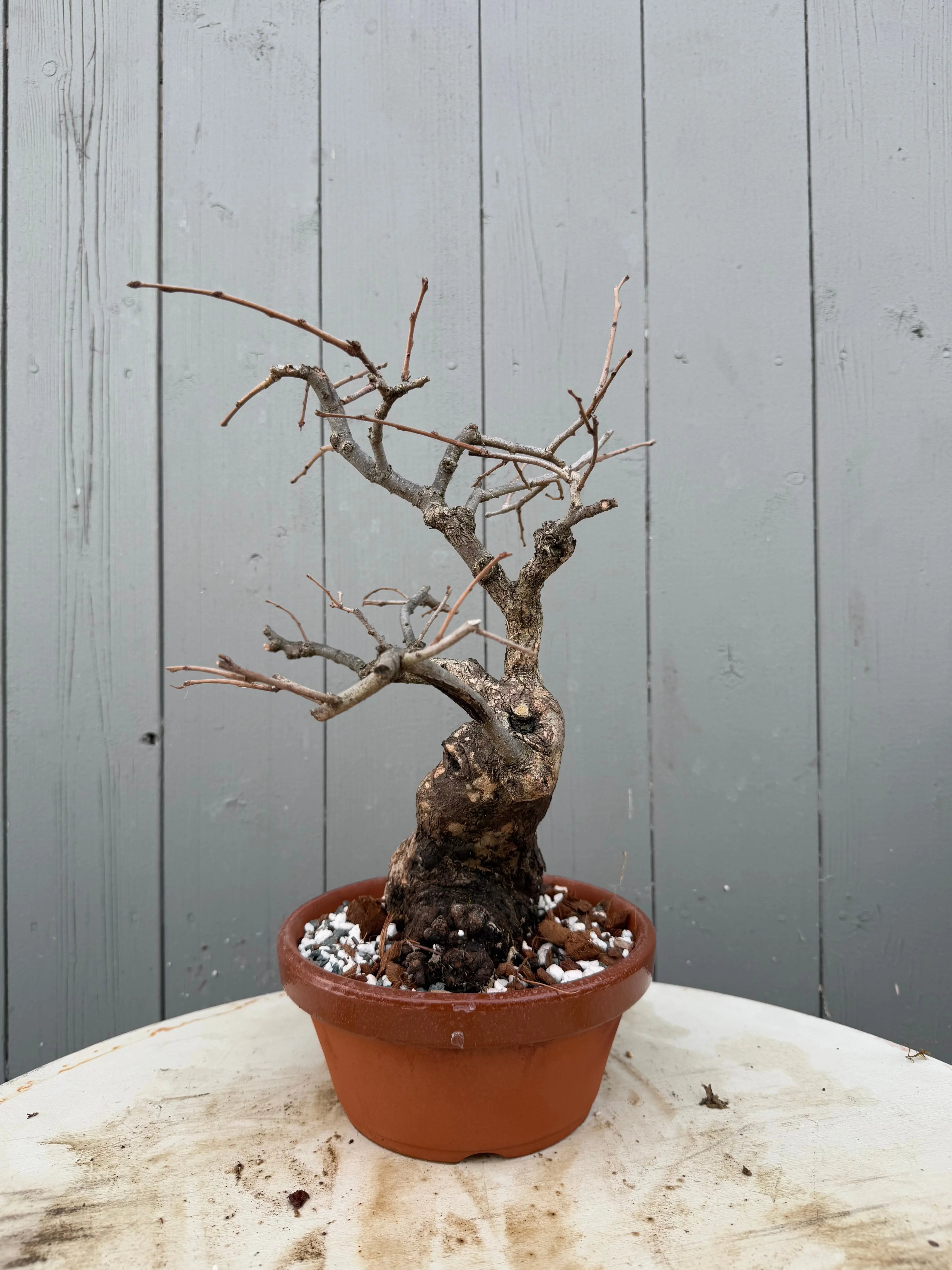 Diospyros Kaki Canada Bonsai