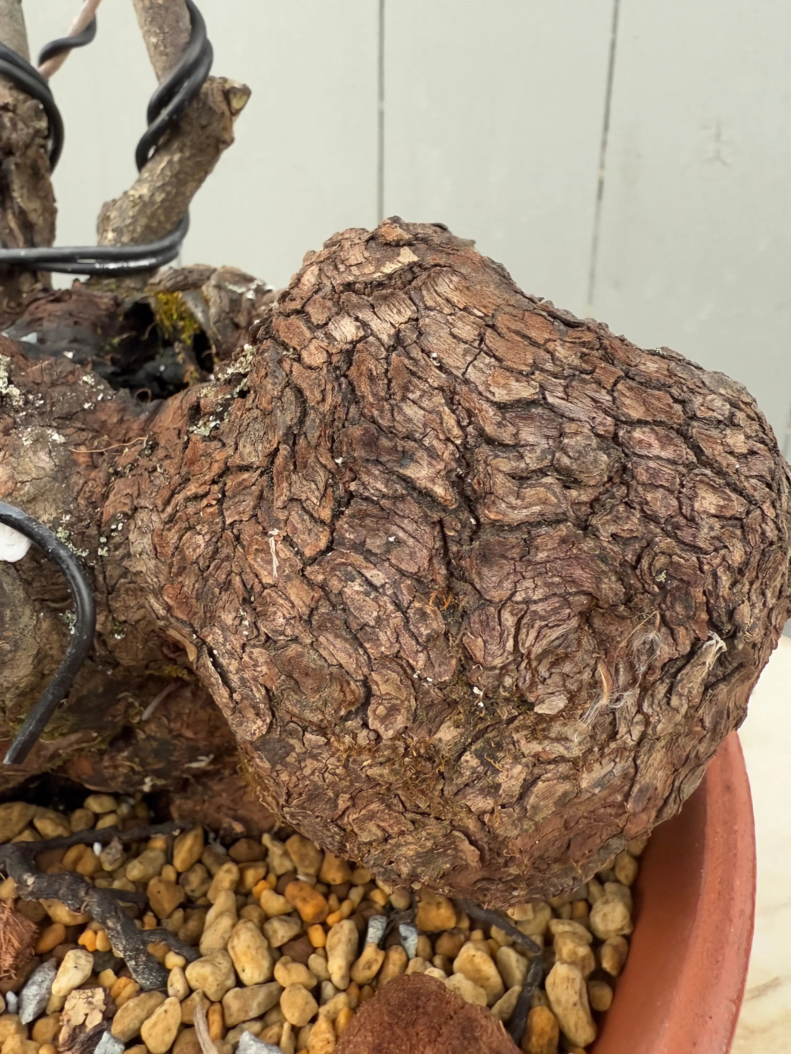 Diospyros Kaki Canada Bonsai