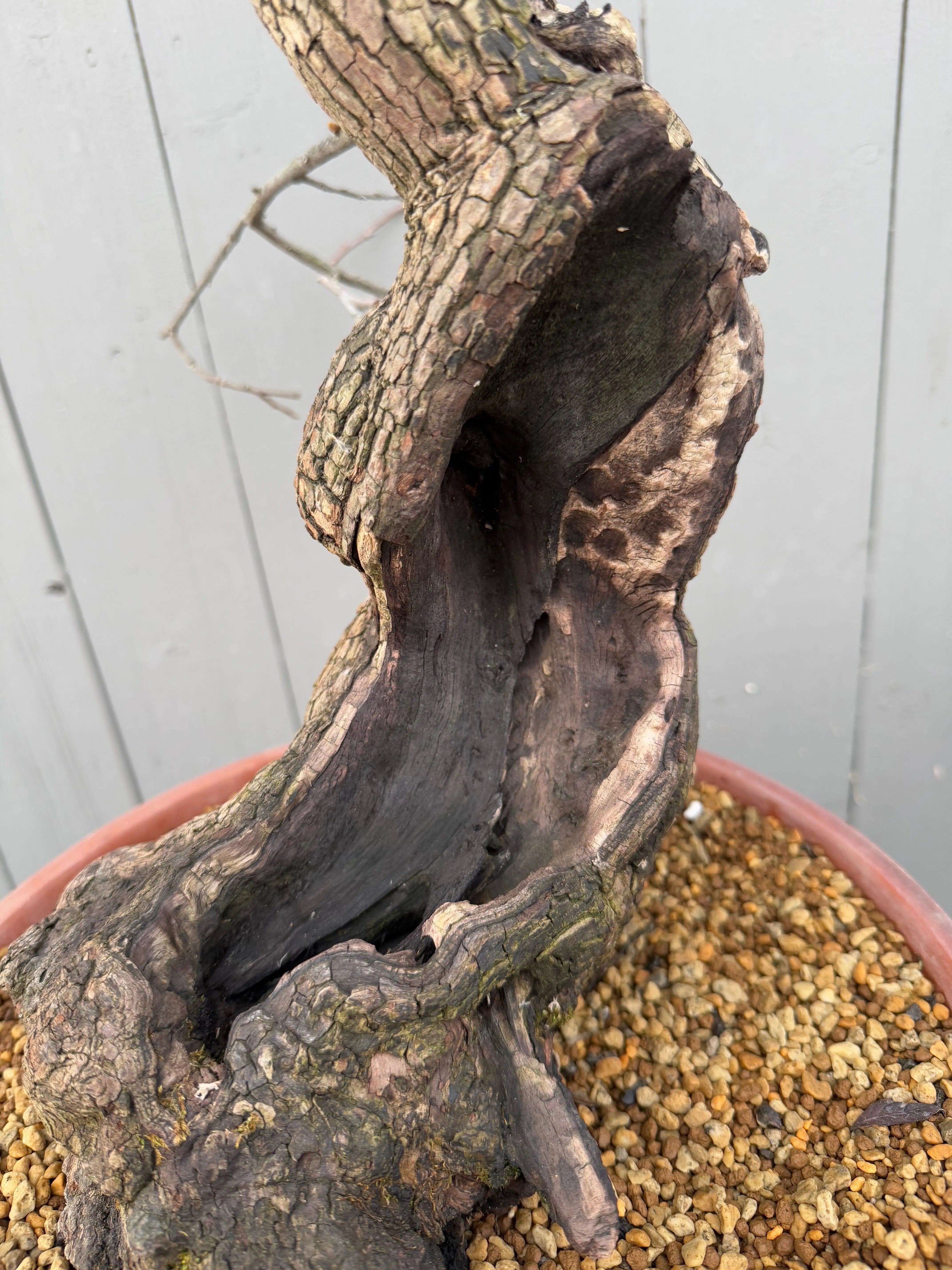 Diospyros Kaki Canada Bonsai