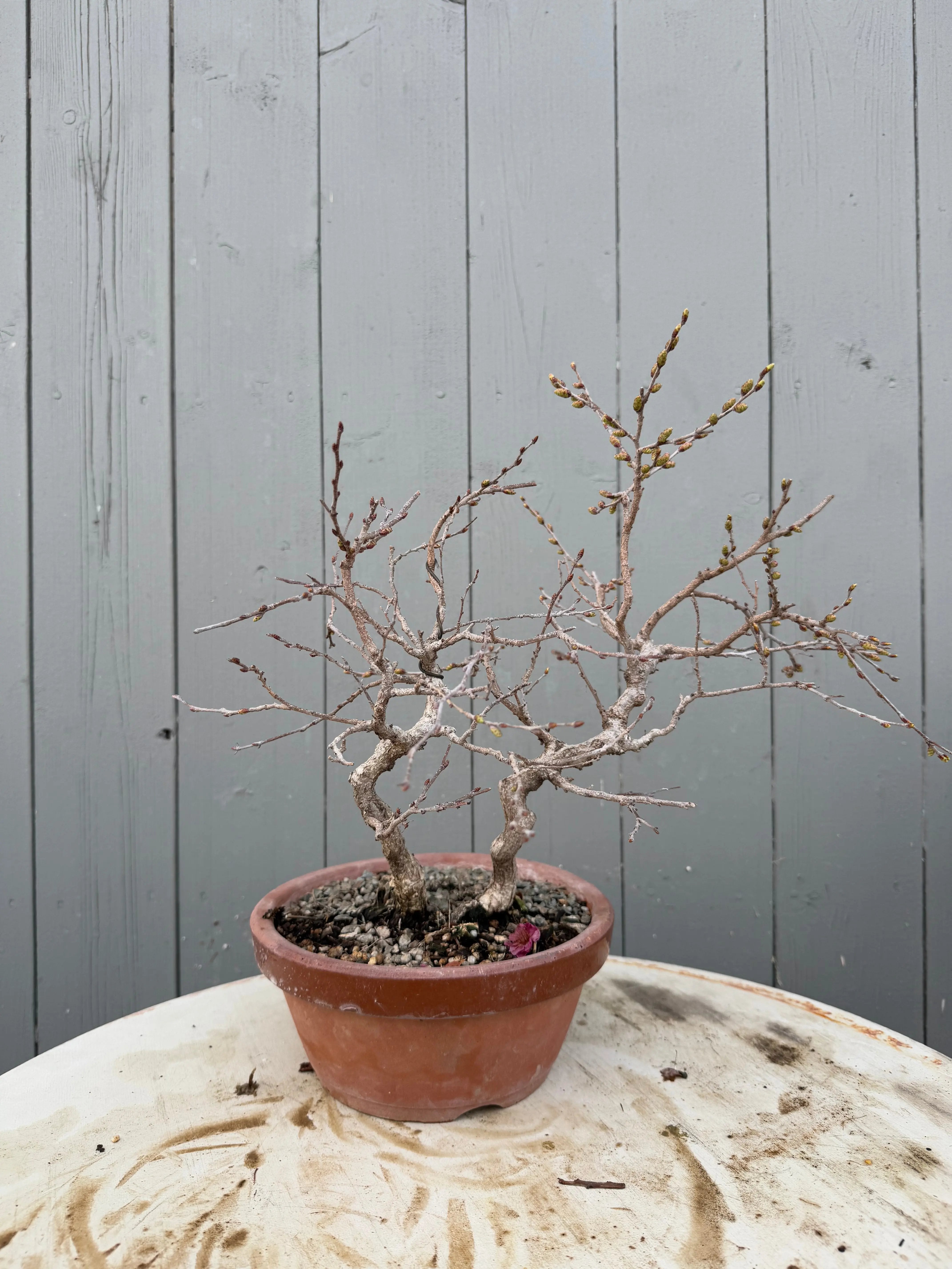 Carpinus turczaninowii Canada Bonsai