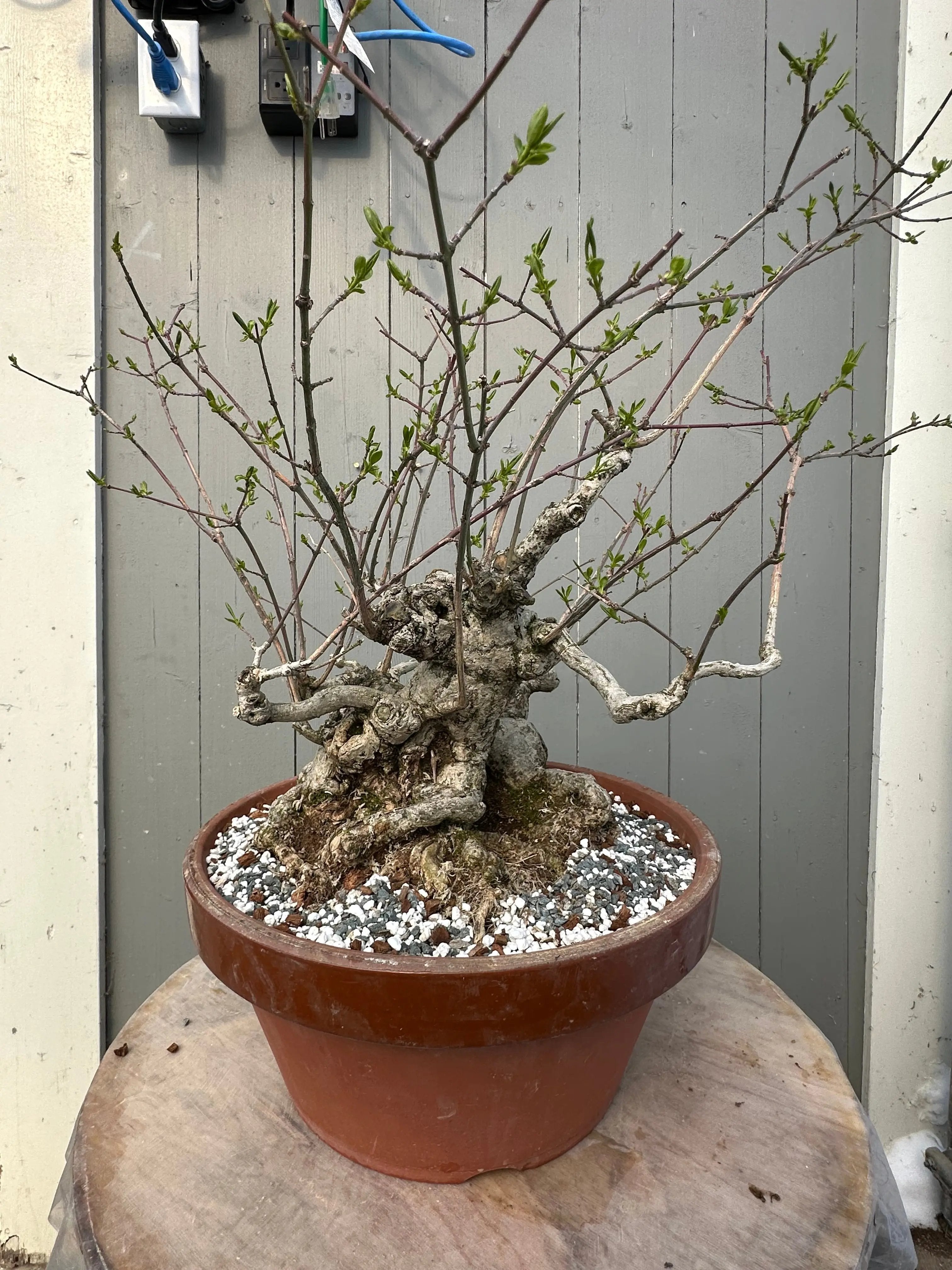 Euonymus #2 Canada Bonsai