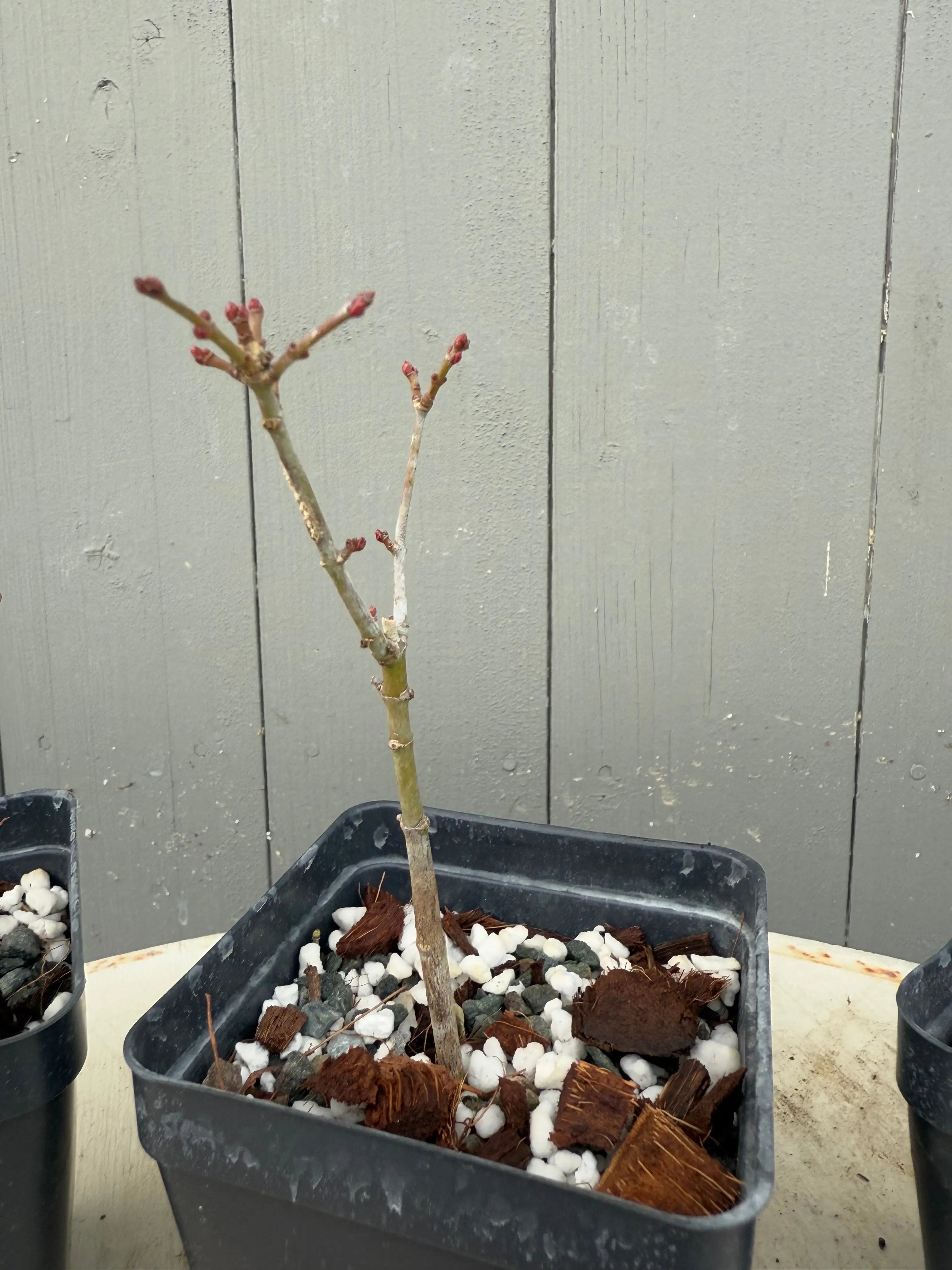 Acer palmatum 'Shishigashira' Canada Bonsai