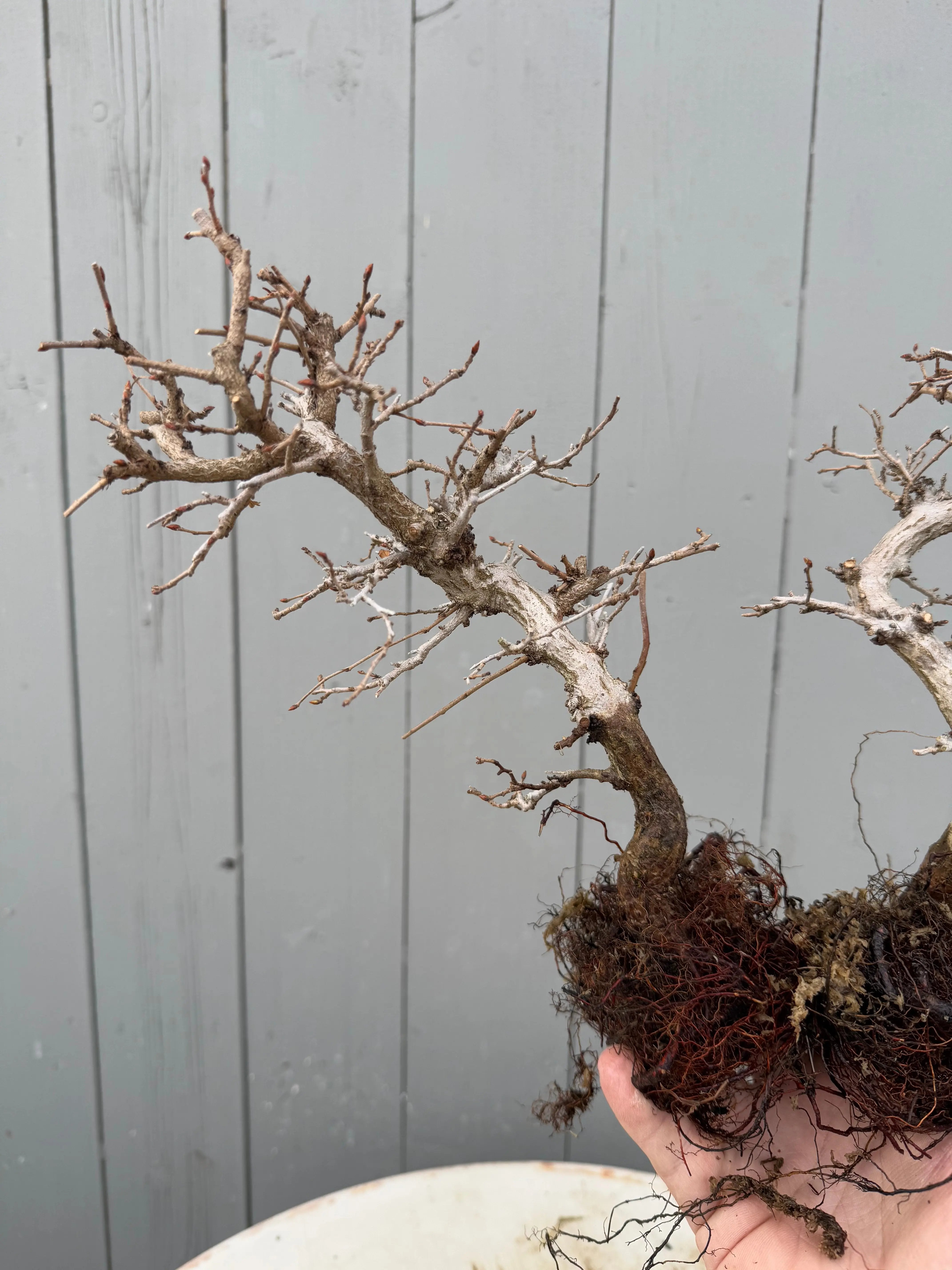 Carpinus turczaninowii Canada Bonsai