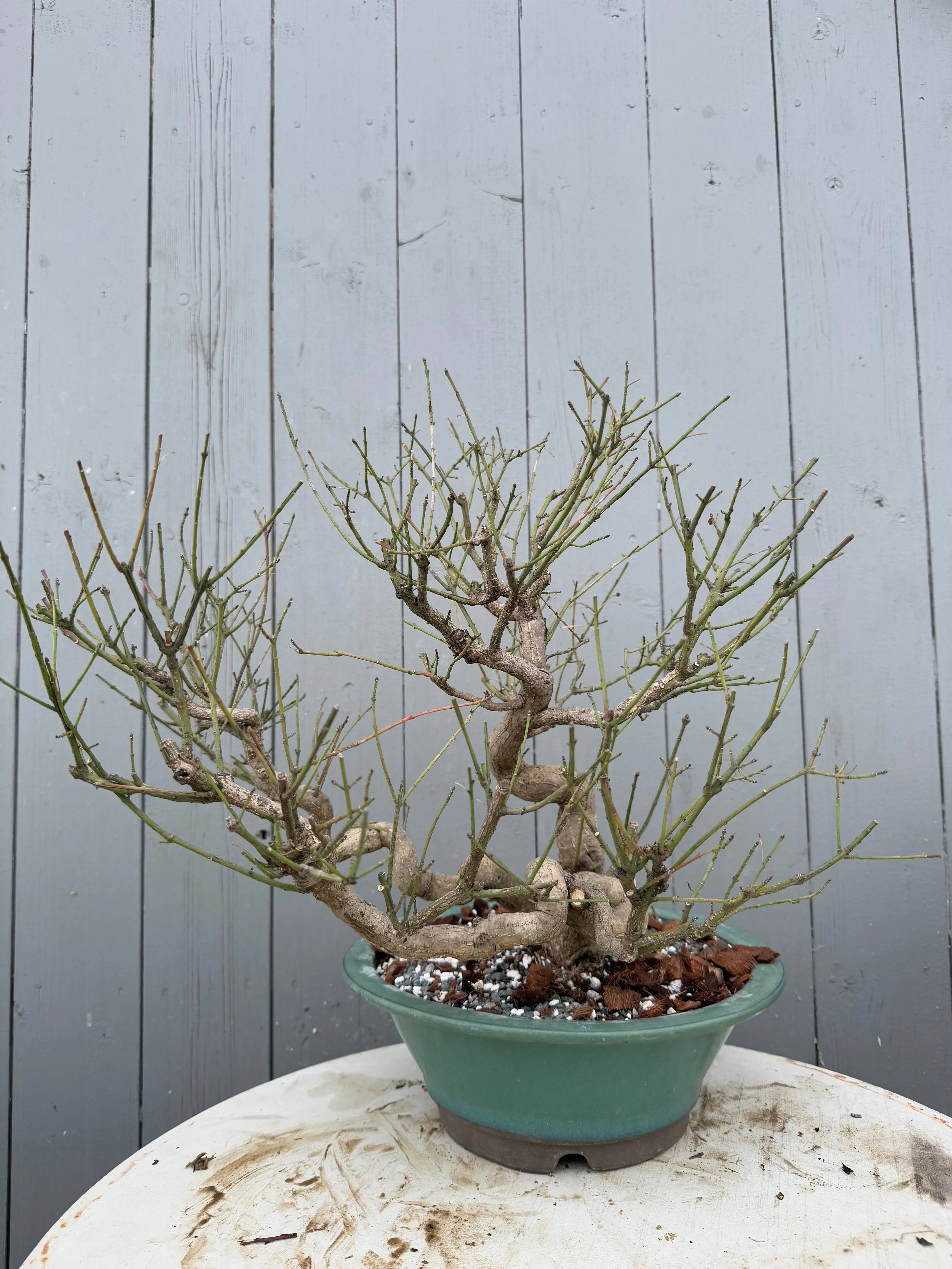 Euonymus Canada Bonsai