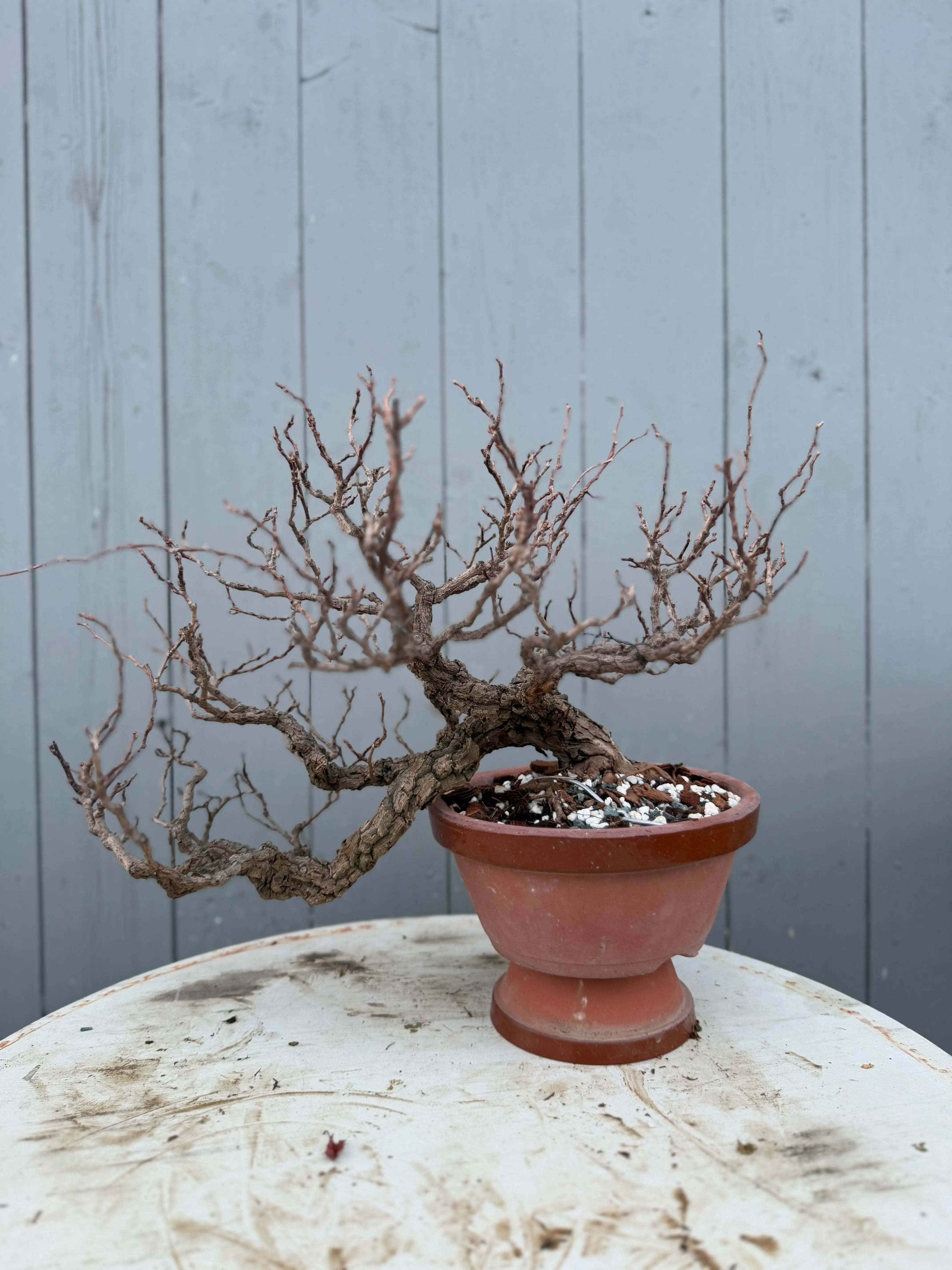 Actinidia arguta Canada Bonsai