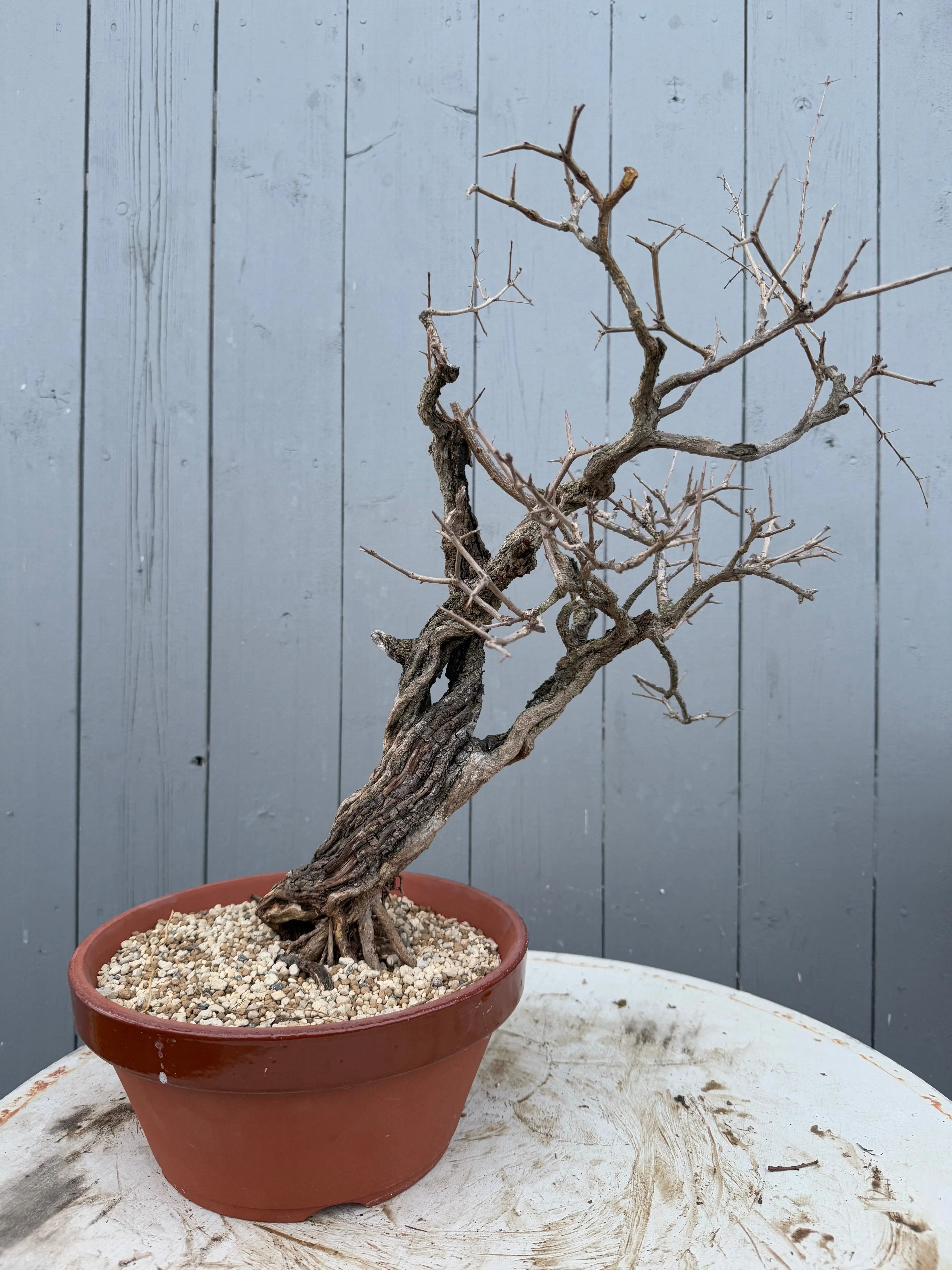 Punica granatum Canada Bonsai