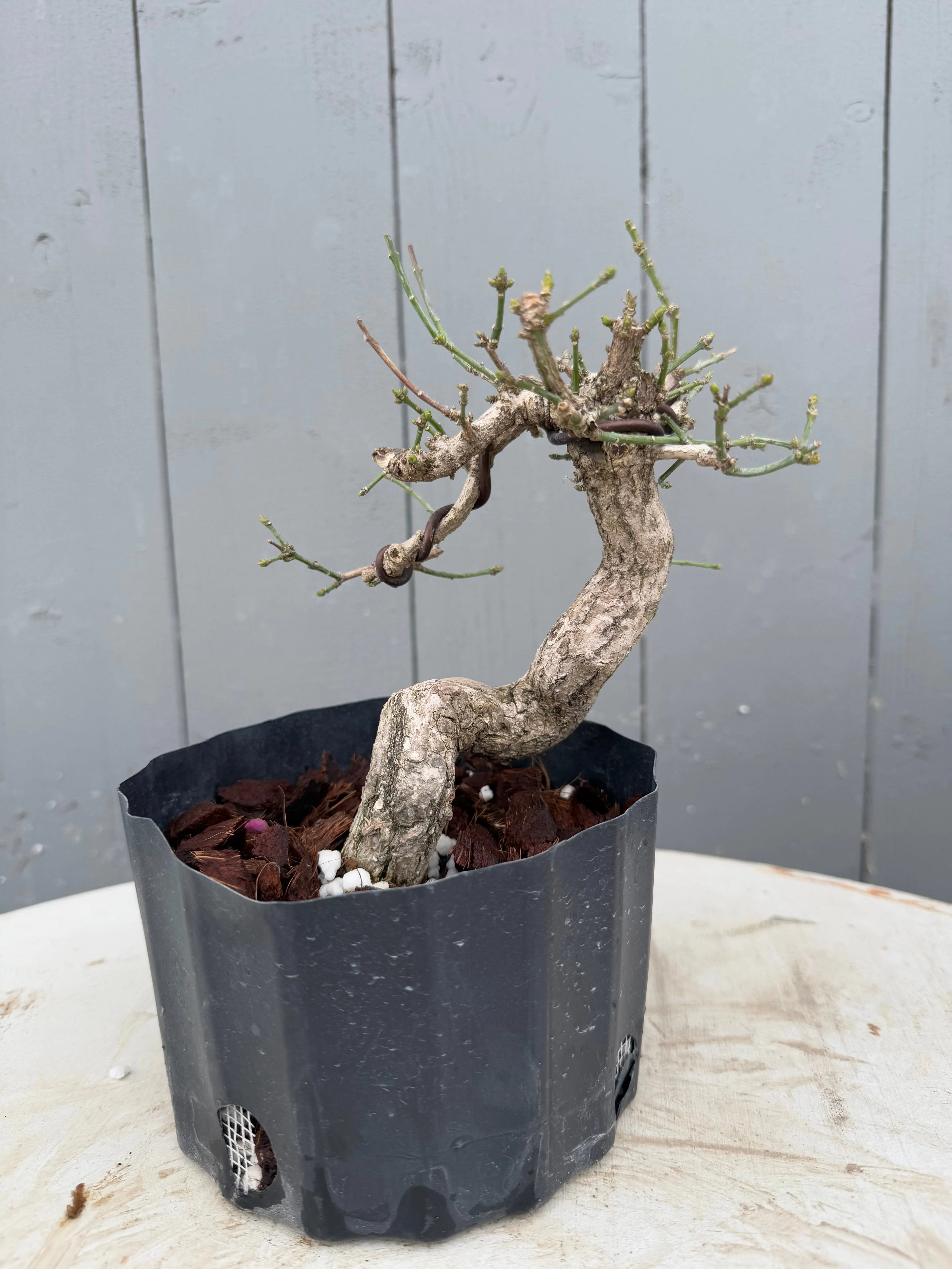 Euonymus Canada Bonsai