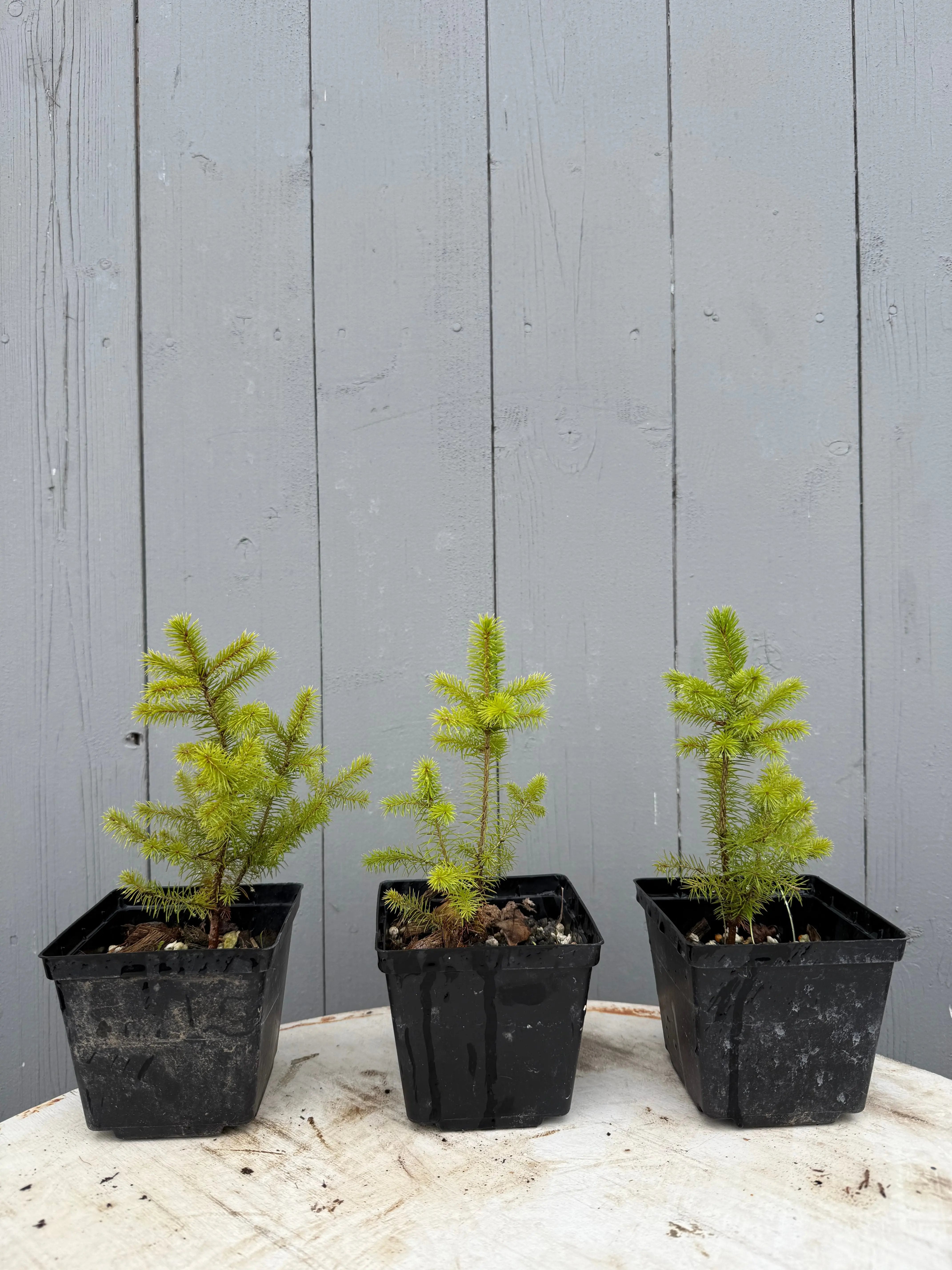 Picea glehnii Canada Bonsai