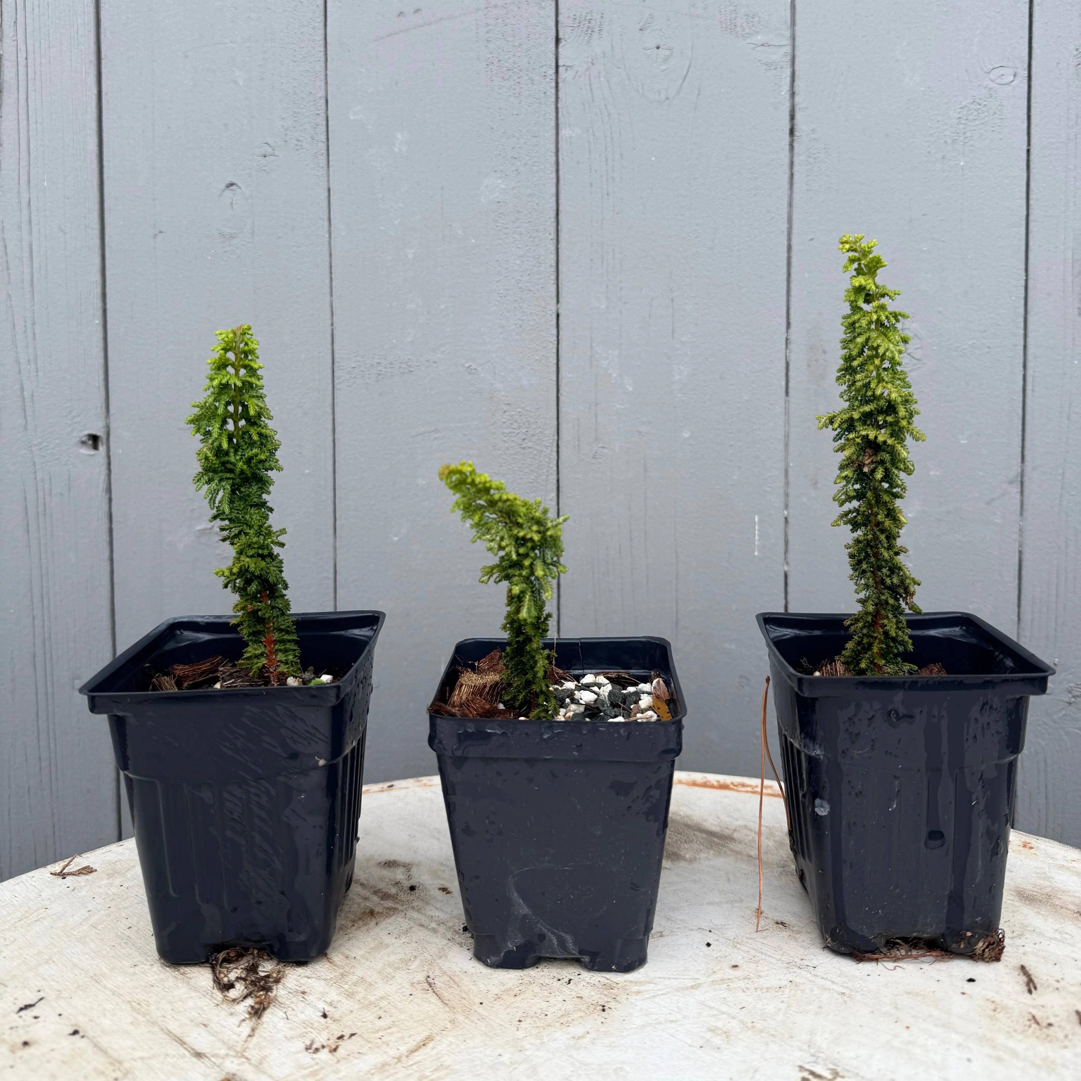 Chamaecyparis obtusa 'Sekka' Canada Bonsai