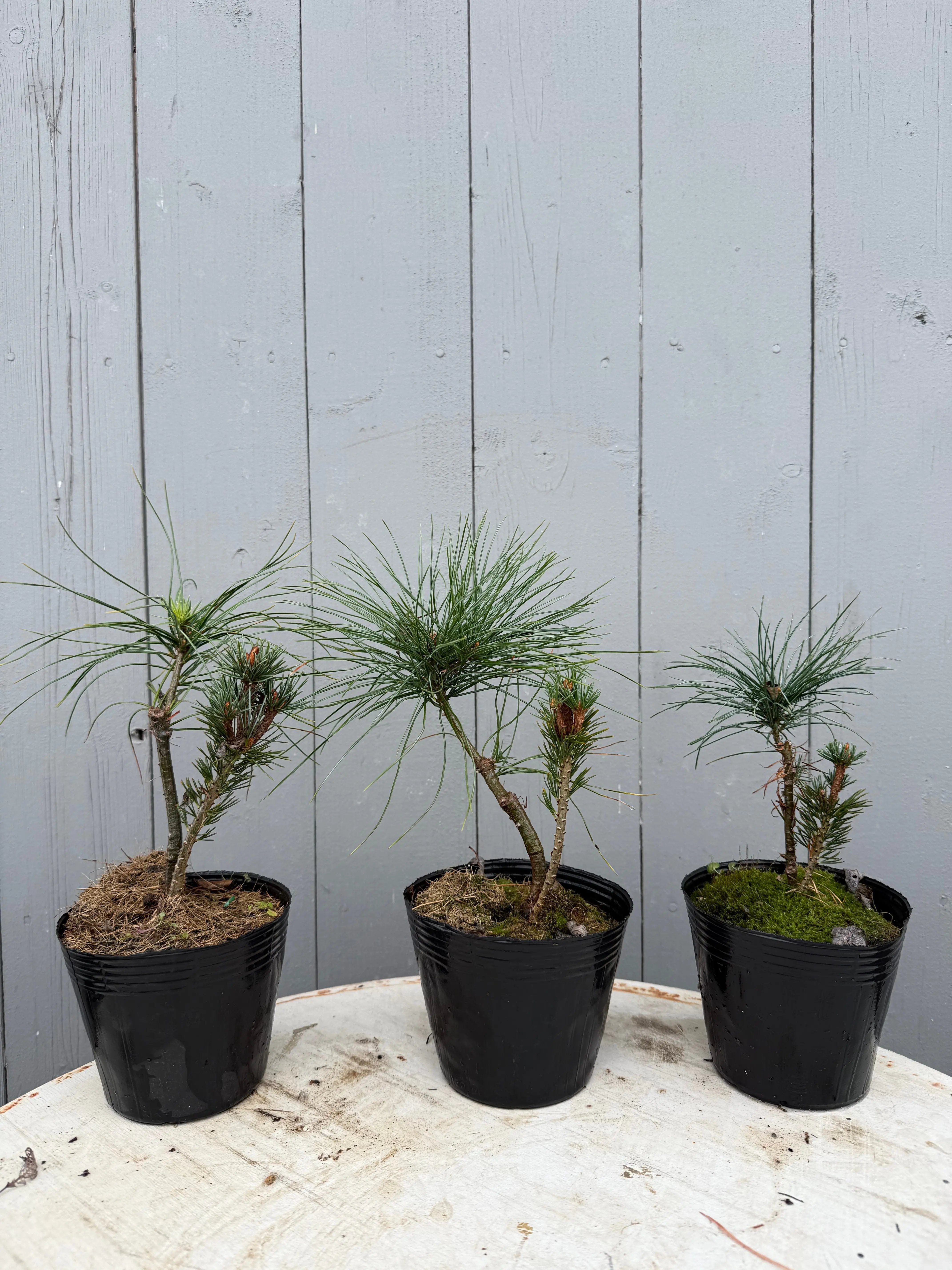 Pinus Parviflora 'Zuisho' Canada Bonsai