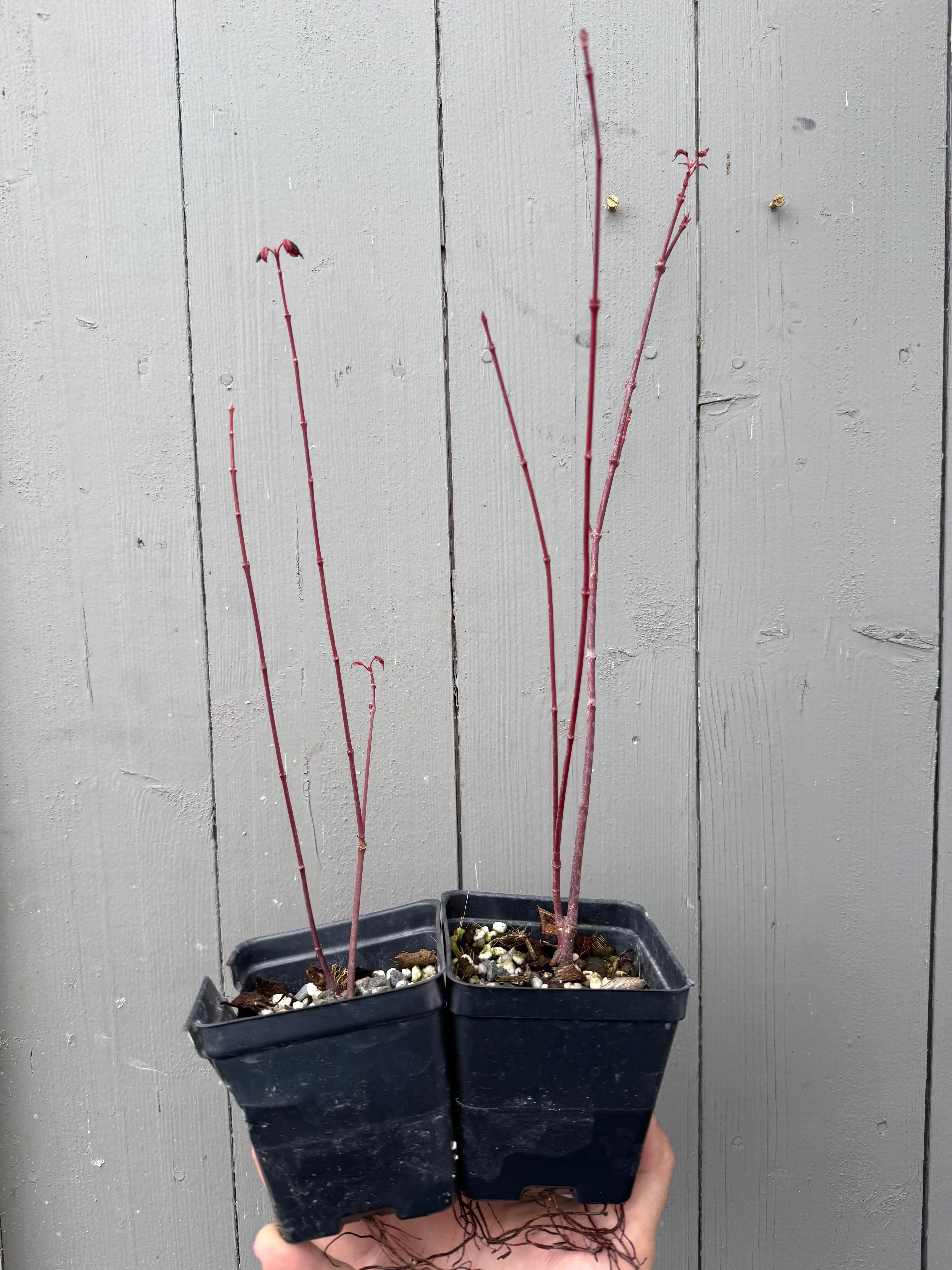 Acer palmatum 'Deshojo' (whips) Canada Bonsai