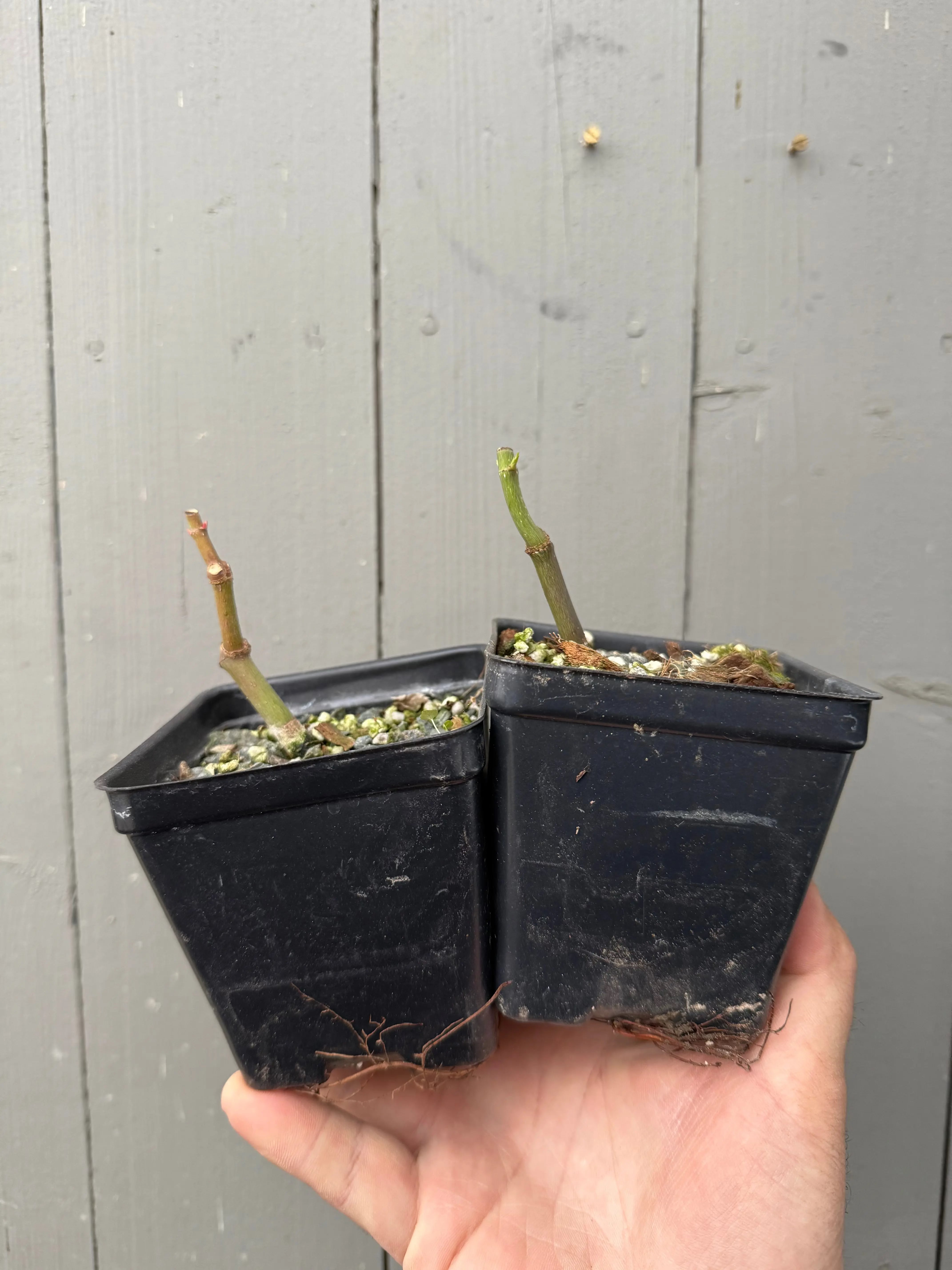 Acer palmatum 'Yves' Select' Canada Bonsai