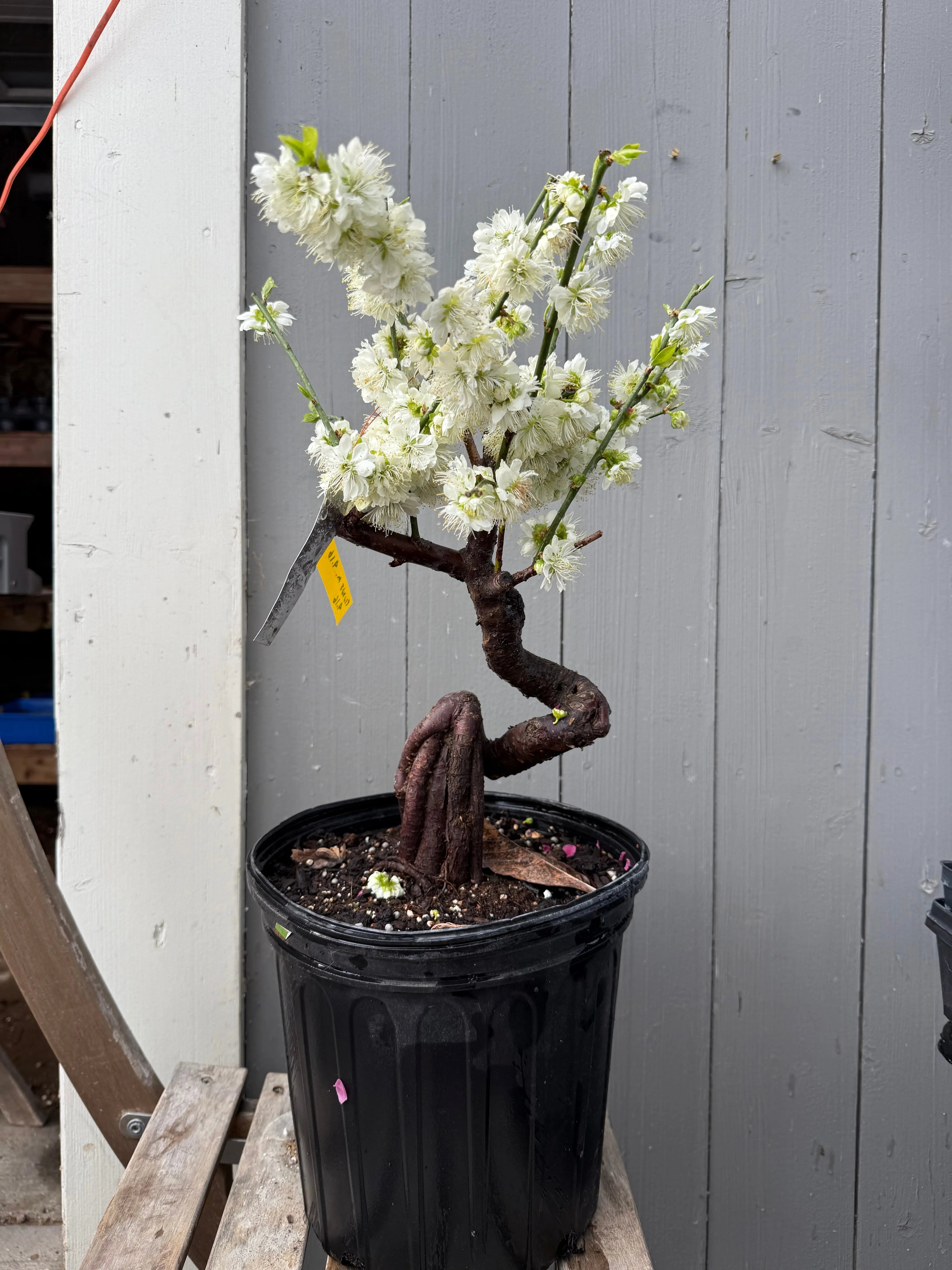 Prunus mume 'Nánjīng fùhuángxiāng' Canada Bonsai