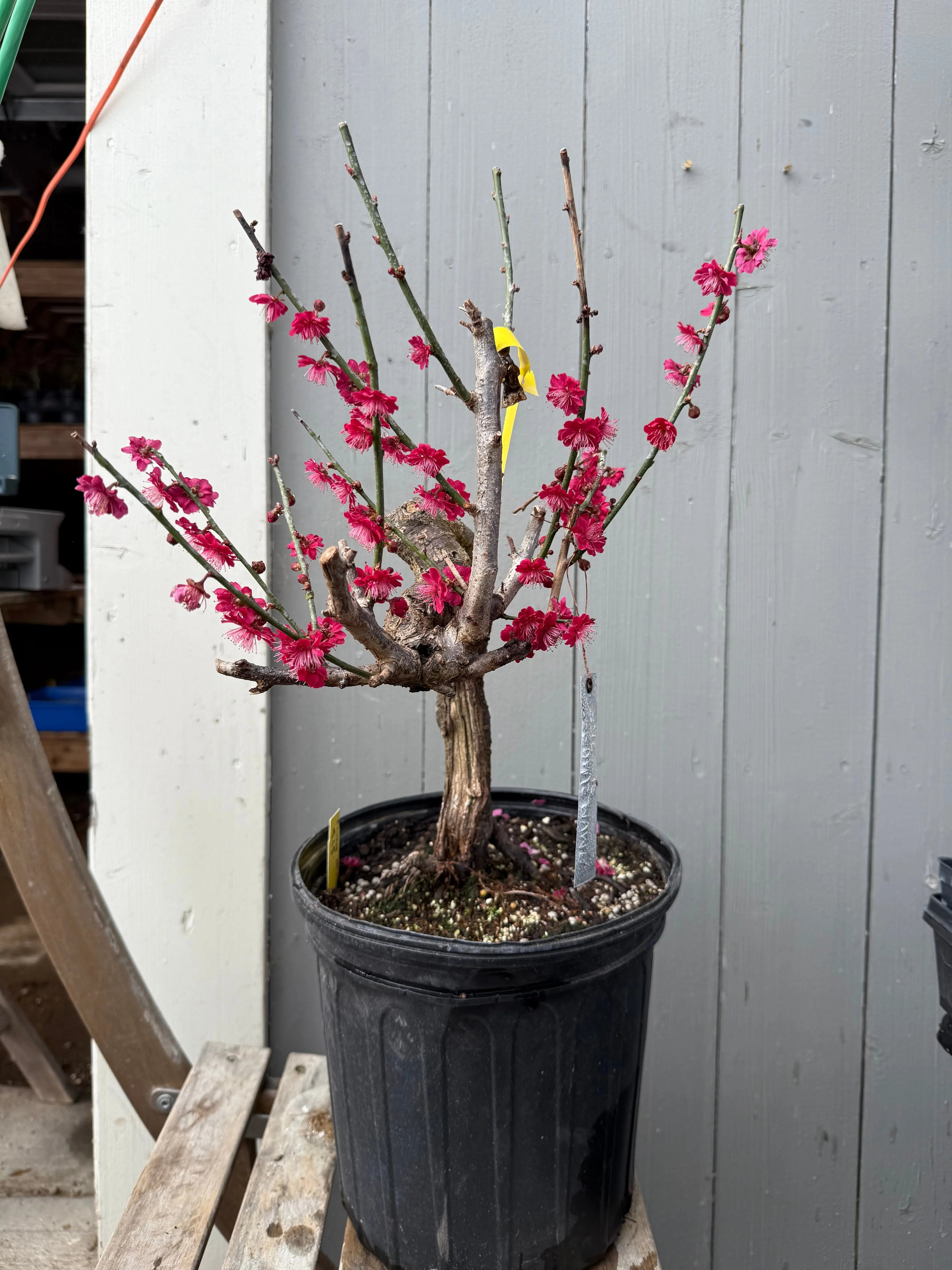 Prunus mume 'Hóngxū zhūshā' Canada Bonsai