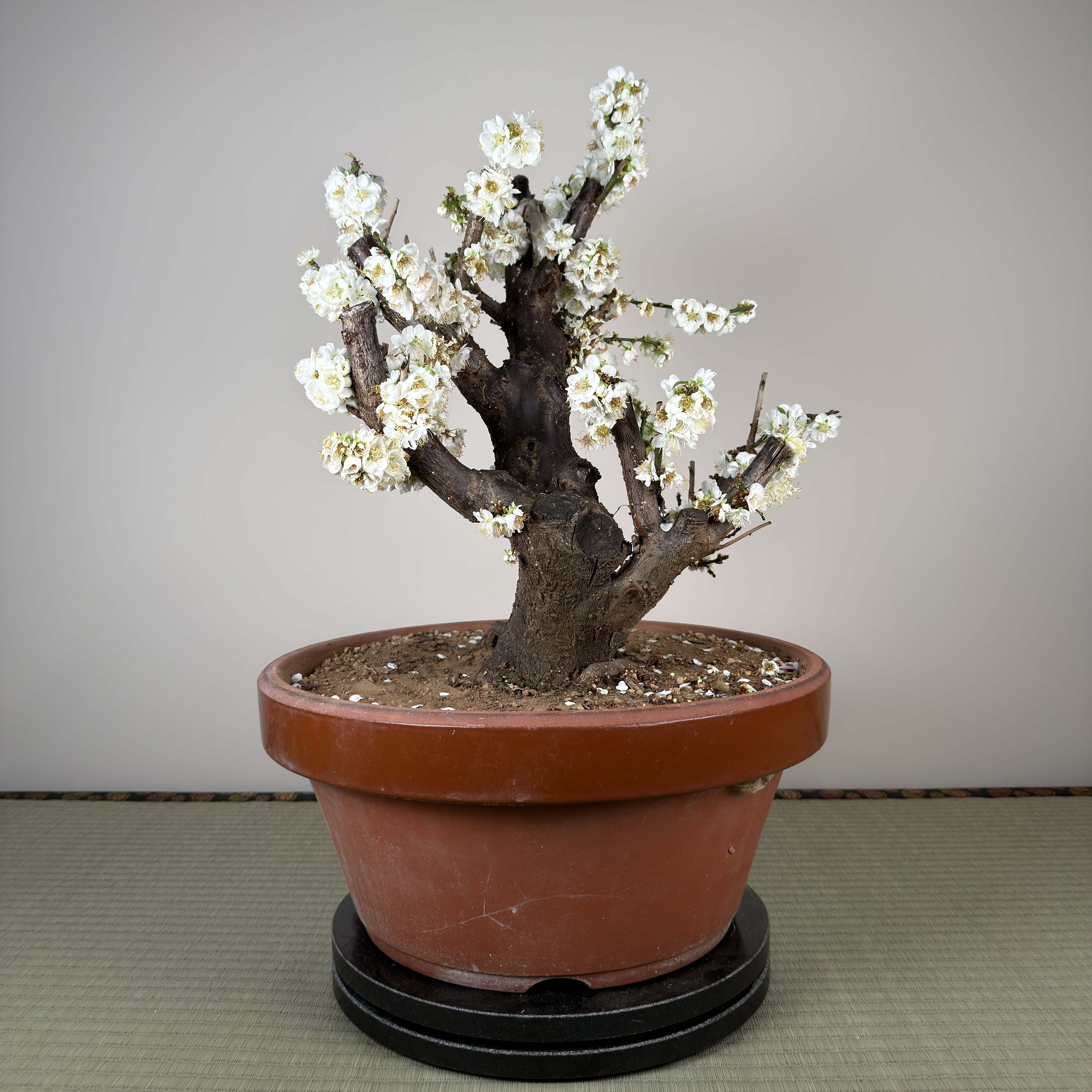Prunus mume 'Ryokugaku'