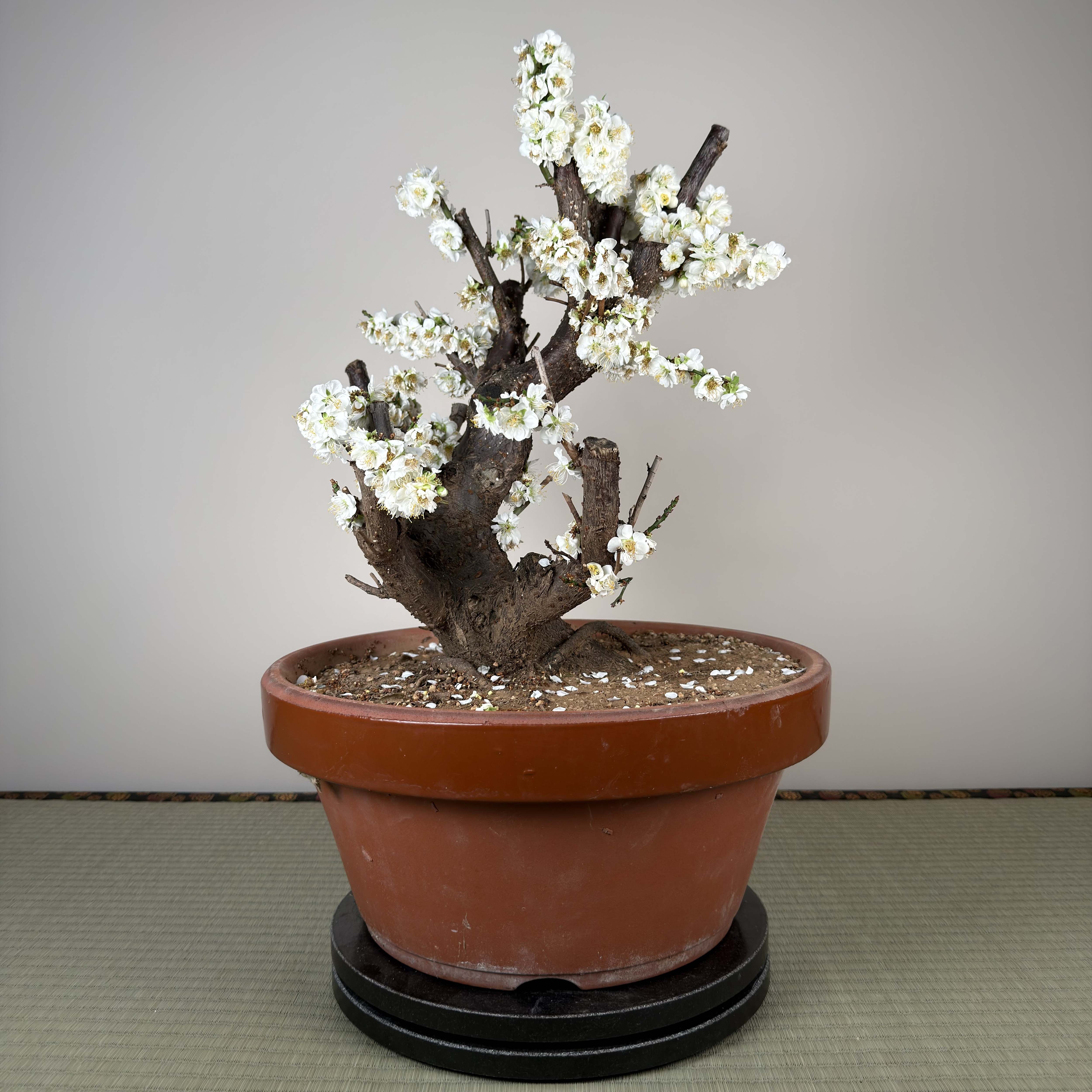 Prunus mume 'Ryokugaku'