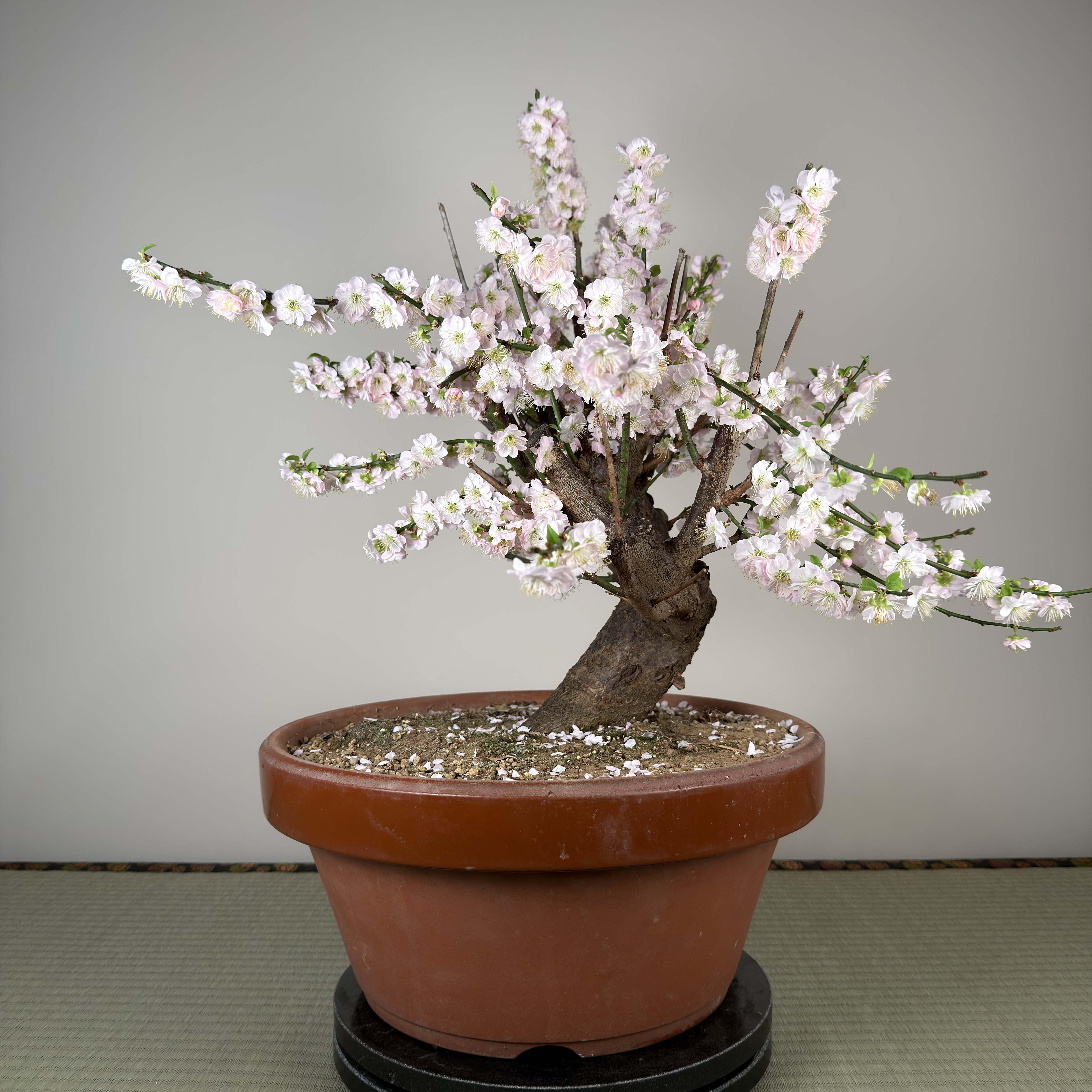 Glycine floribunda