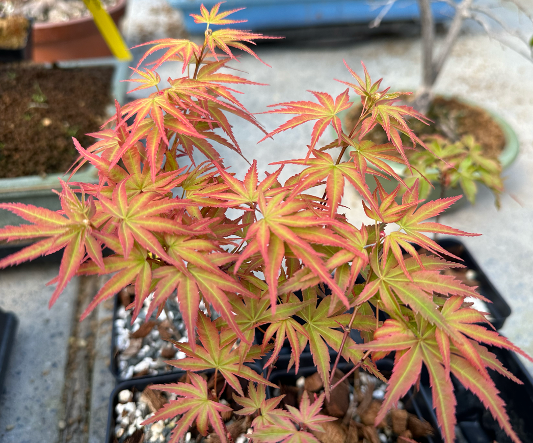 Acer palmatum 'Seigen' (2026)