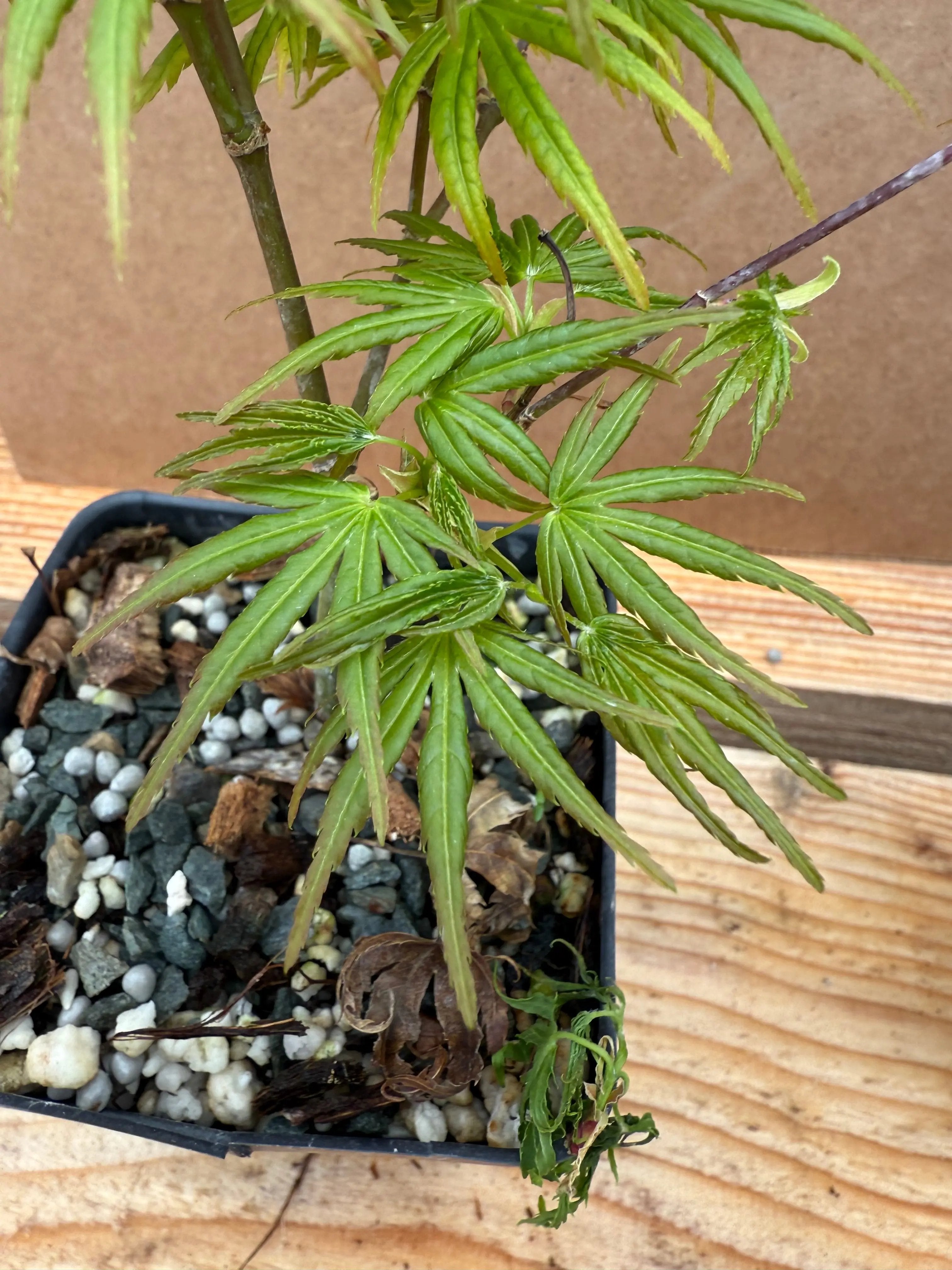 Acer palmatum 'Chishio Improved' Canada Bonsai
