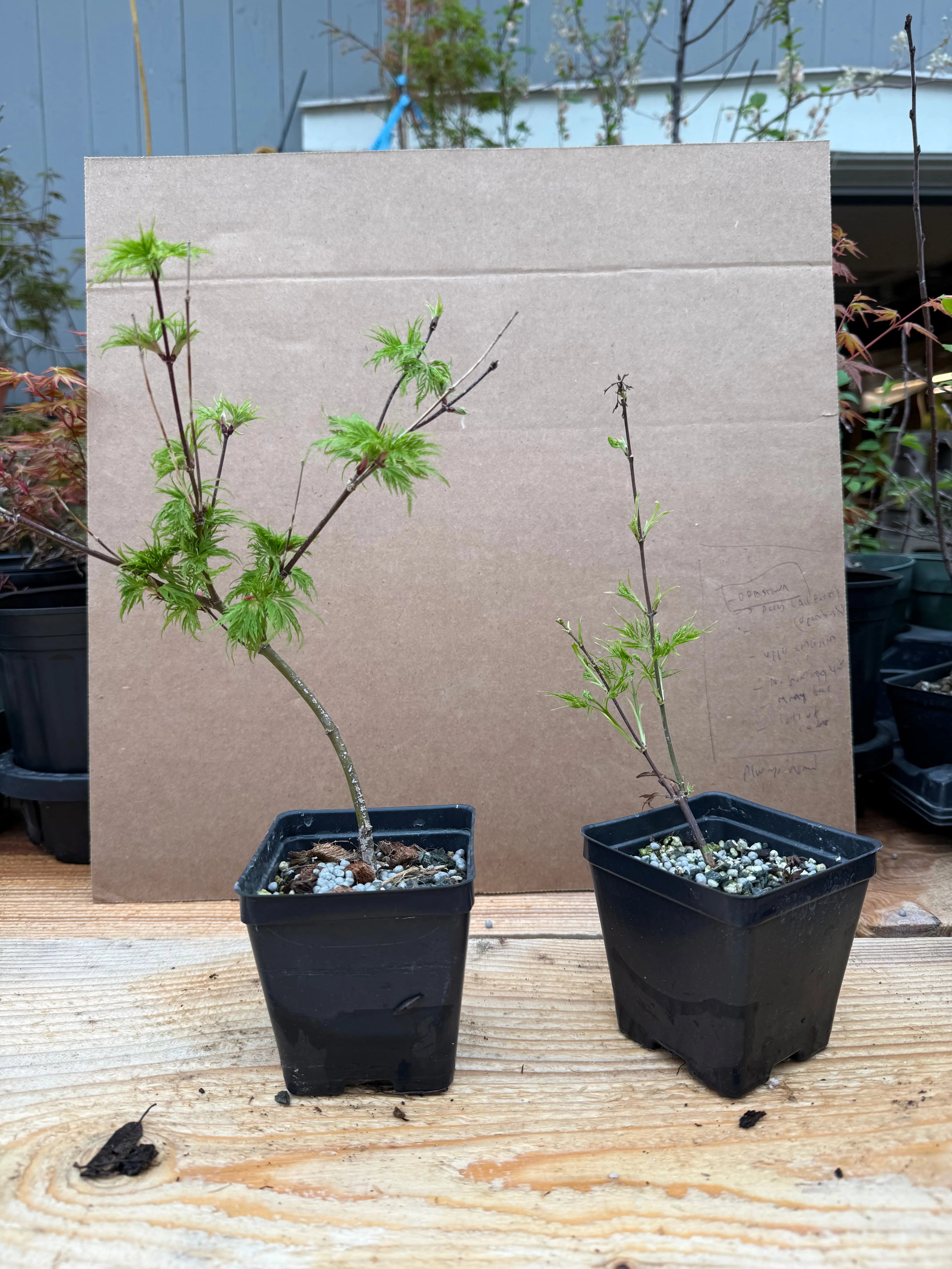 Acer palmatum 'Emerald Lace' Canada Bonsai