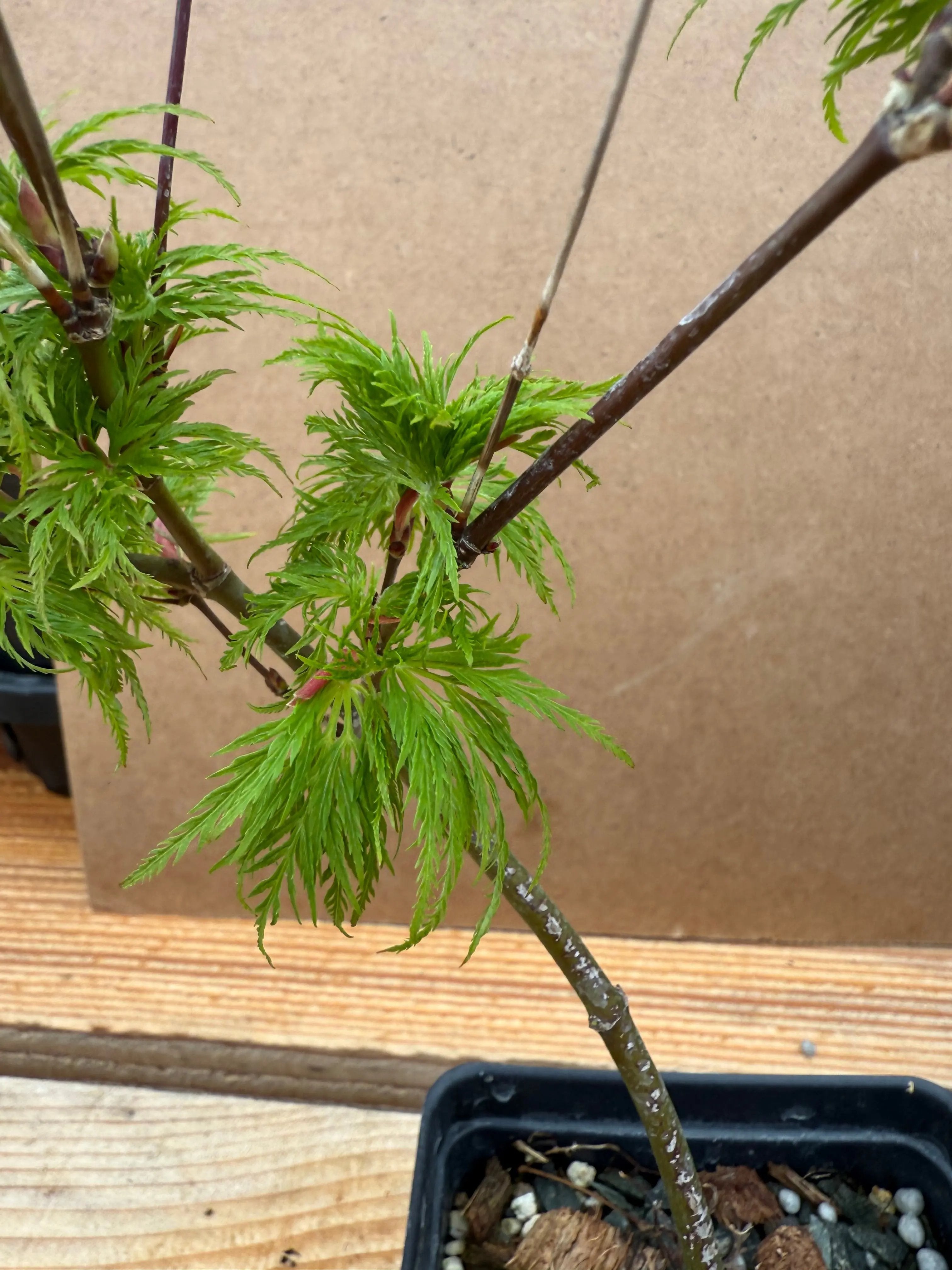 Acer palmatum 'Emerald Lace' Canada Bonsai