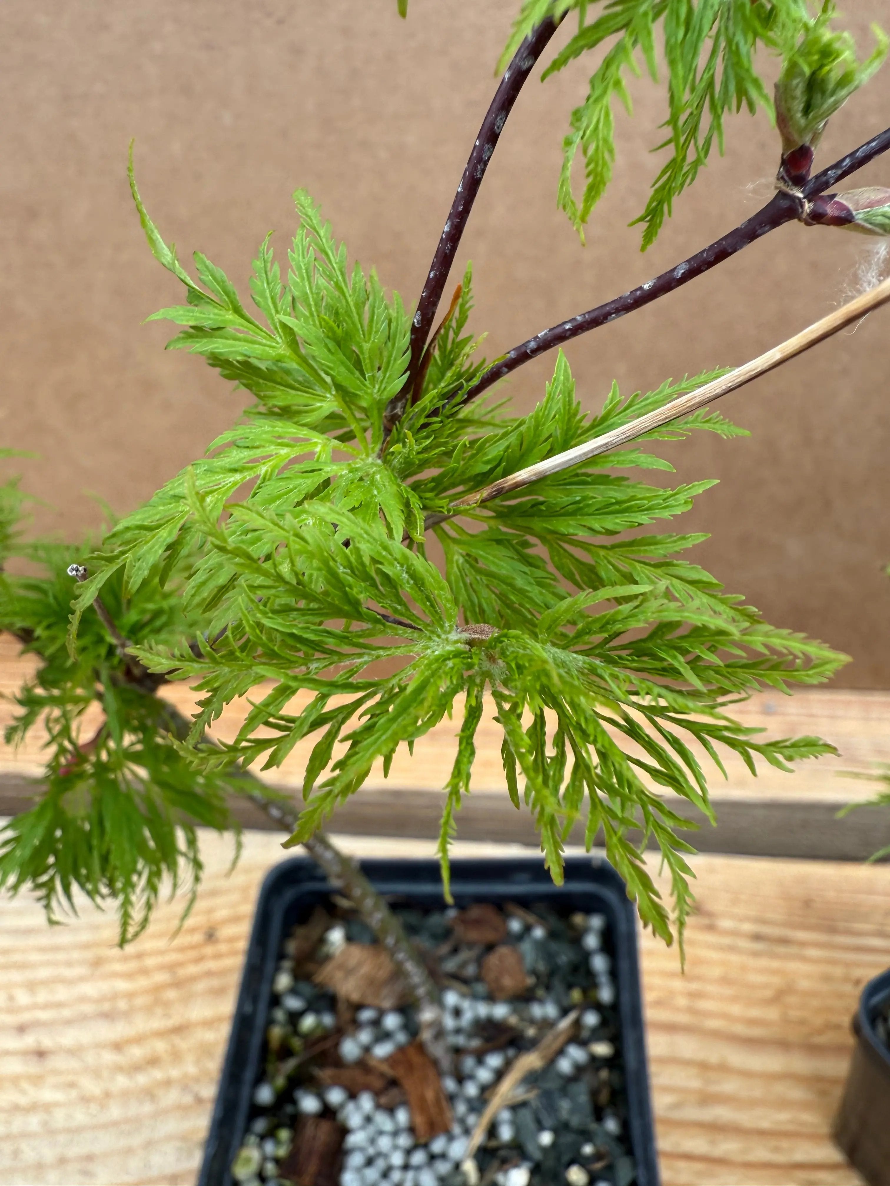 Acer palmatum 'Emerald Lace' Canada Bonsai
