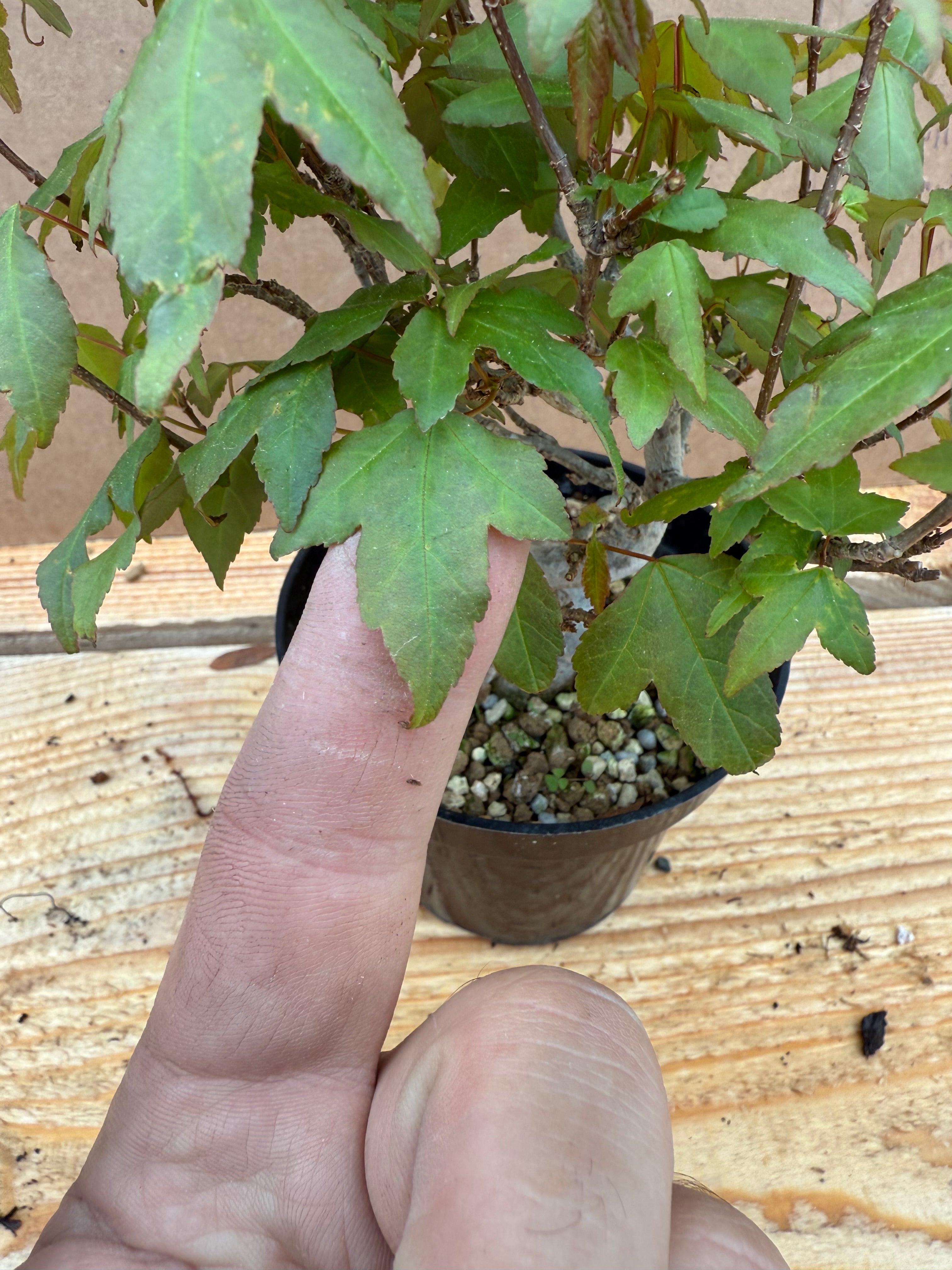 Acer buergerianum
