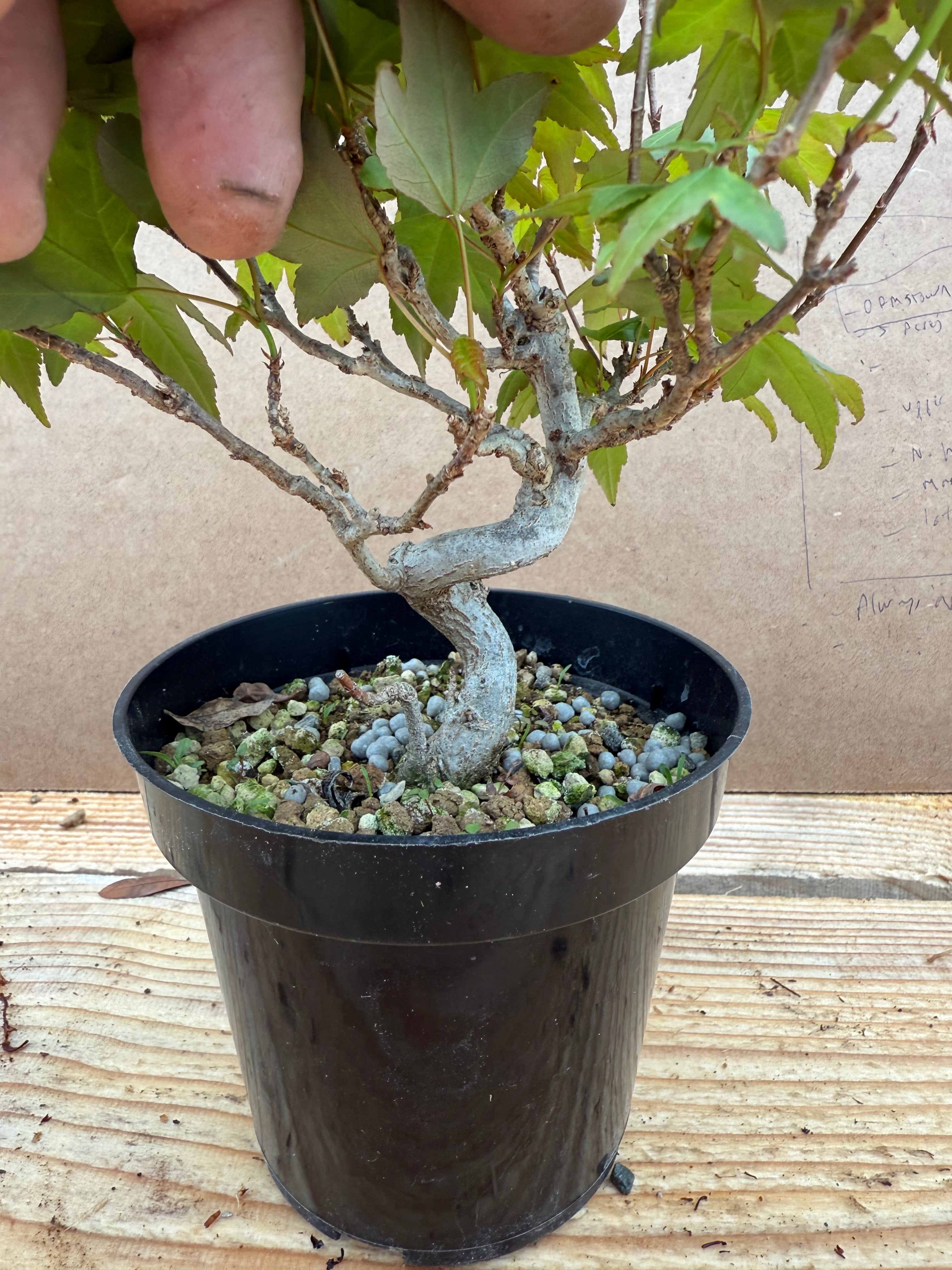Acer buergerianum