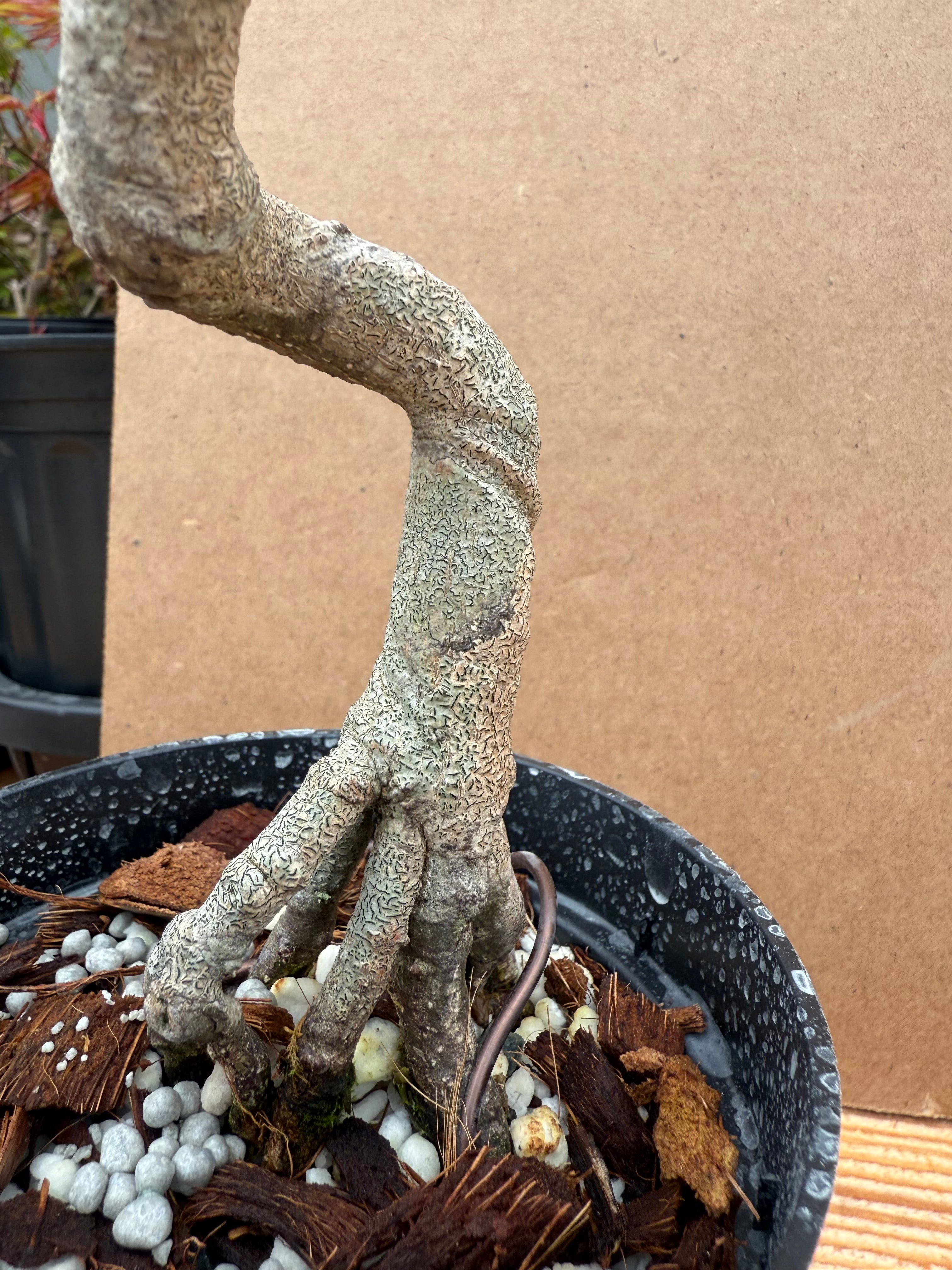 Euonymus