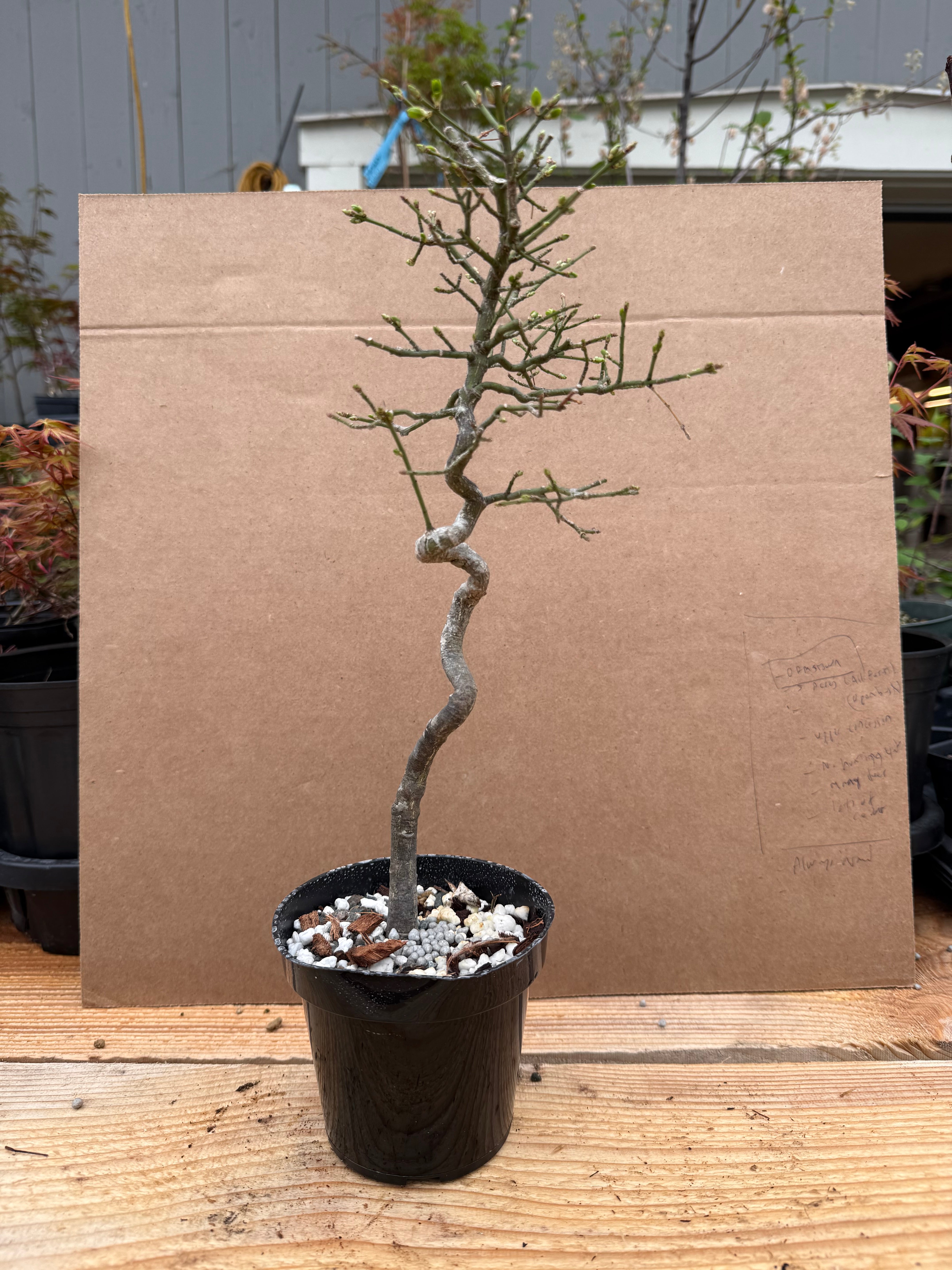 Euonymus
