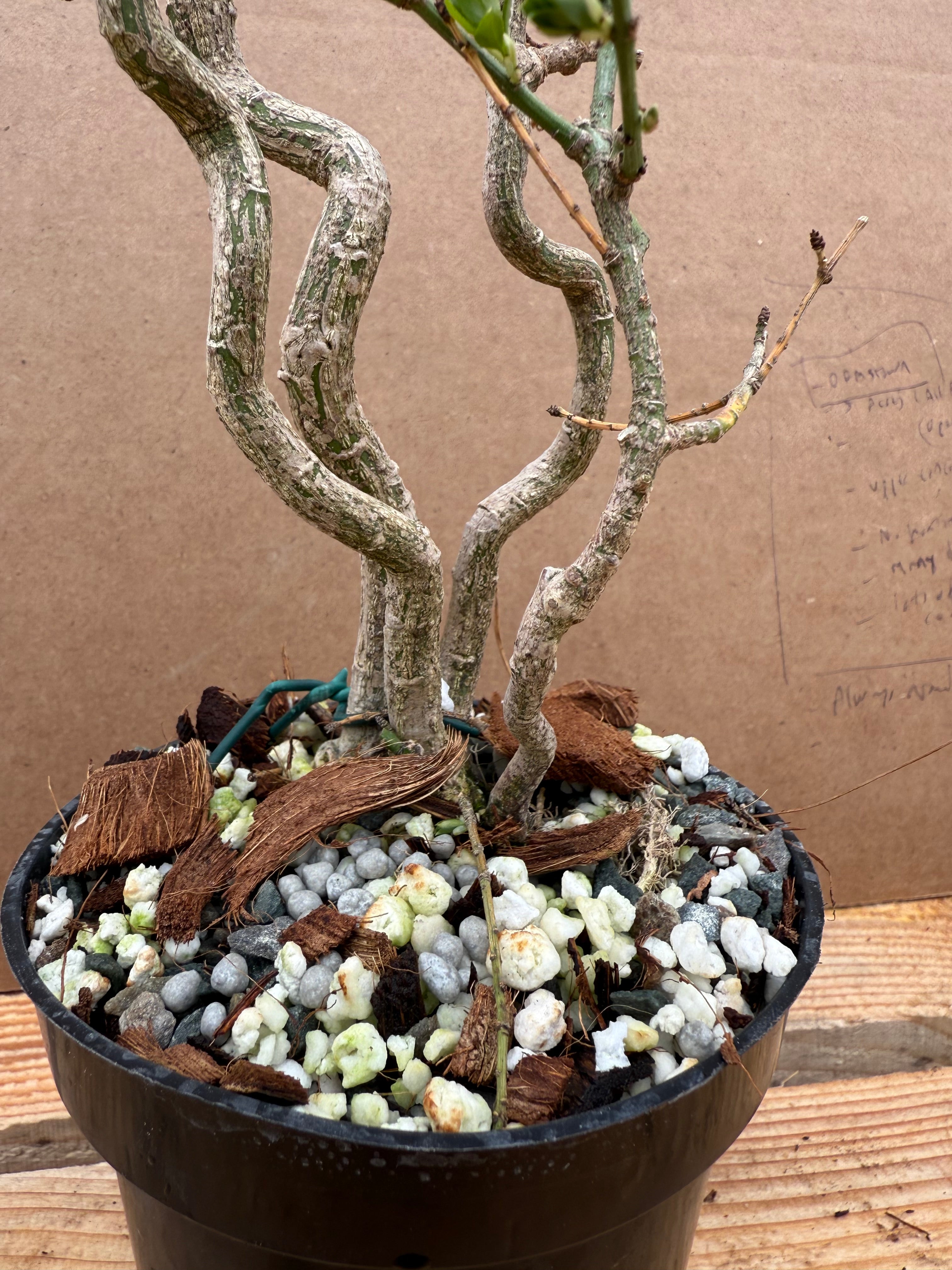 Euonymus