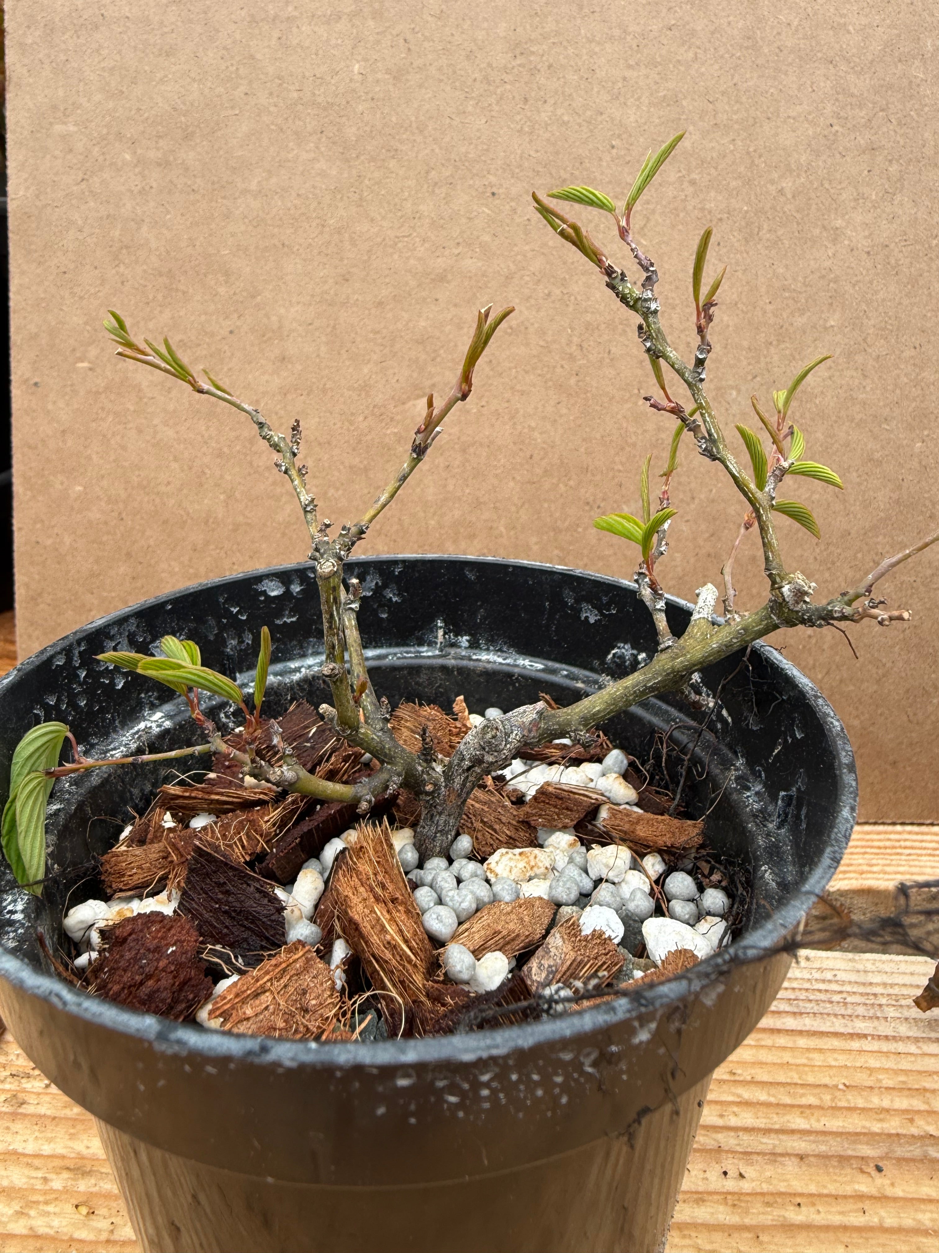 Berchemia racemosa