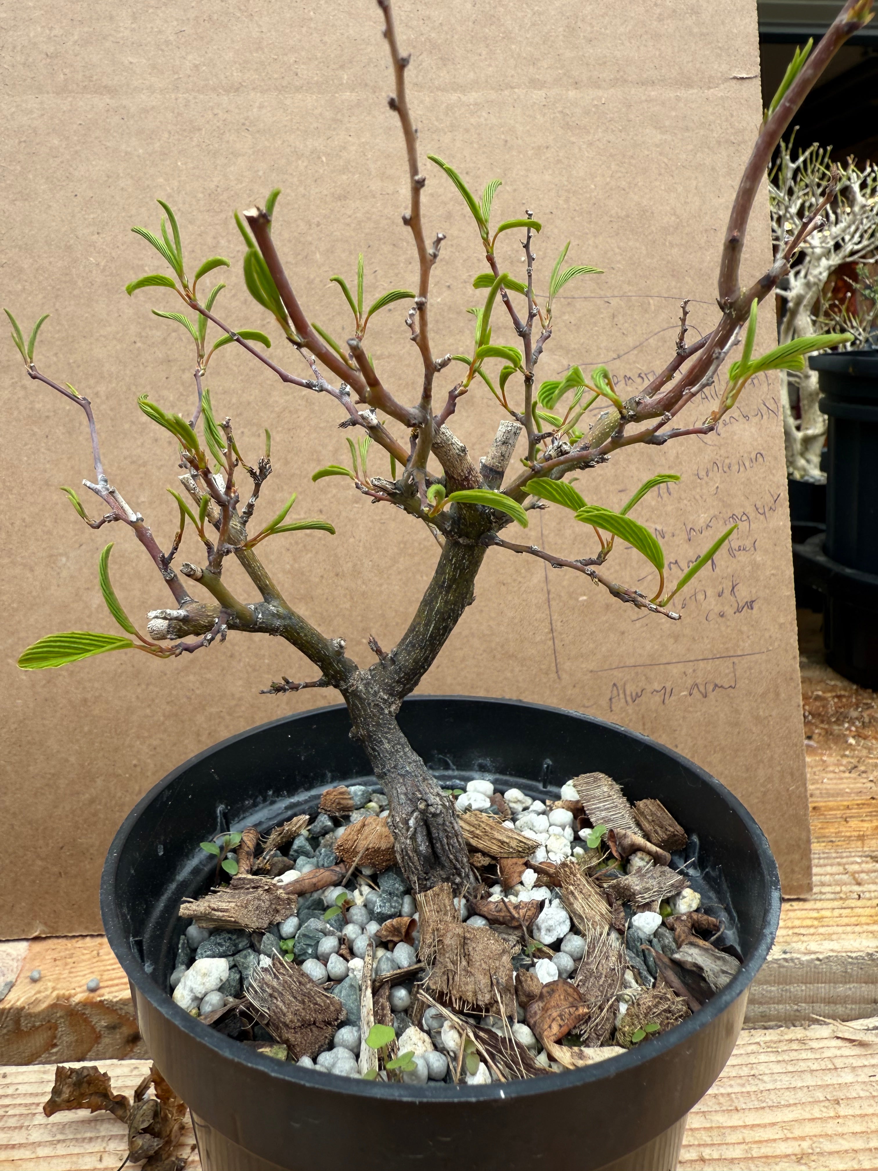 Berchemia racemosa