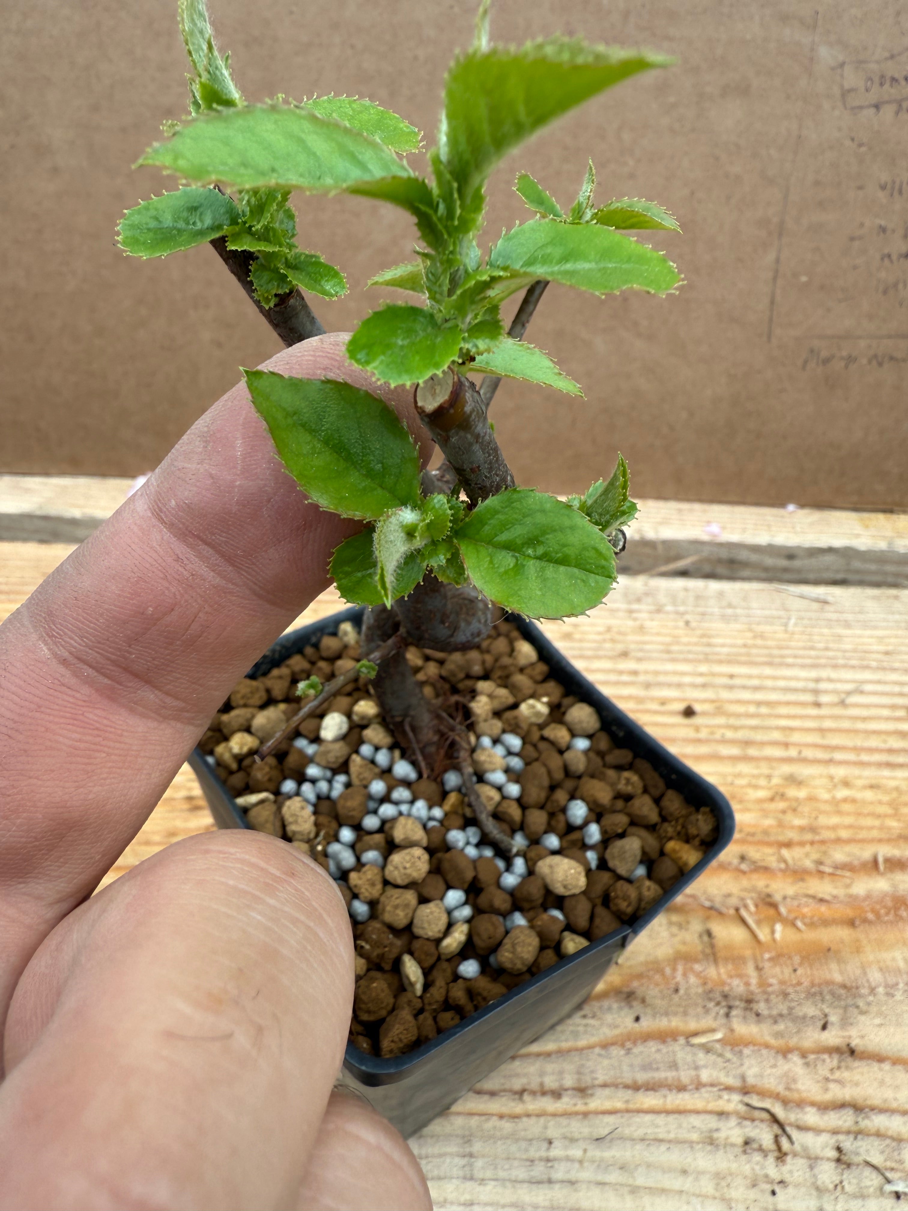 Pseudocydonia sinensis (dwarf strain)