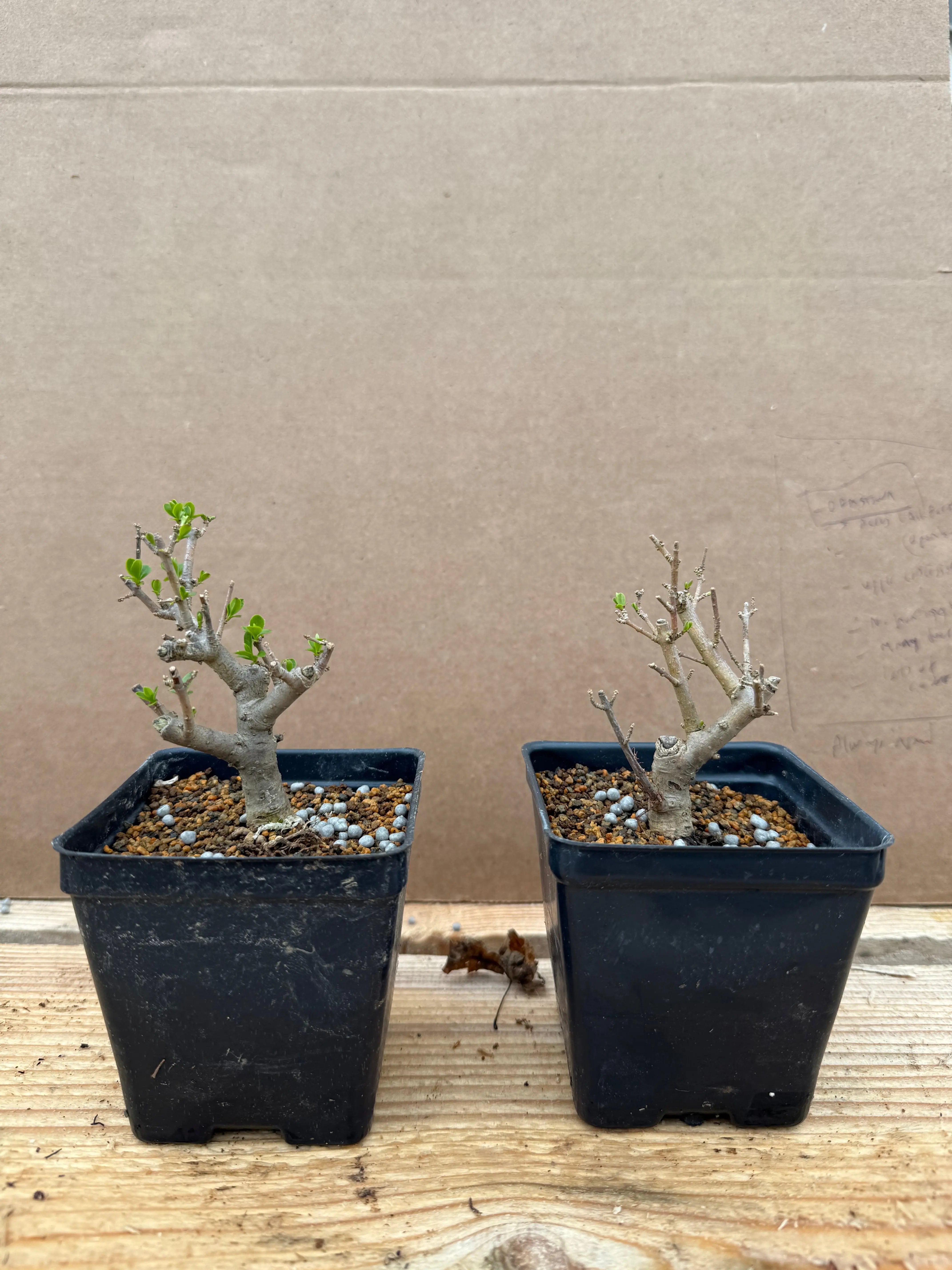 Ligustrum obtusifolium Canada Bonsai